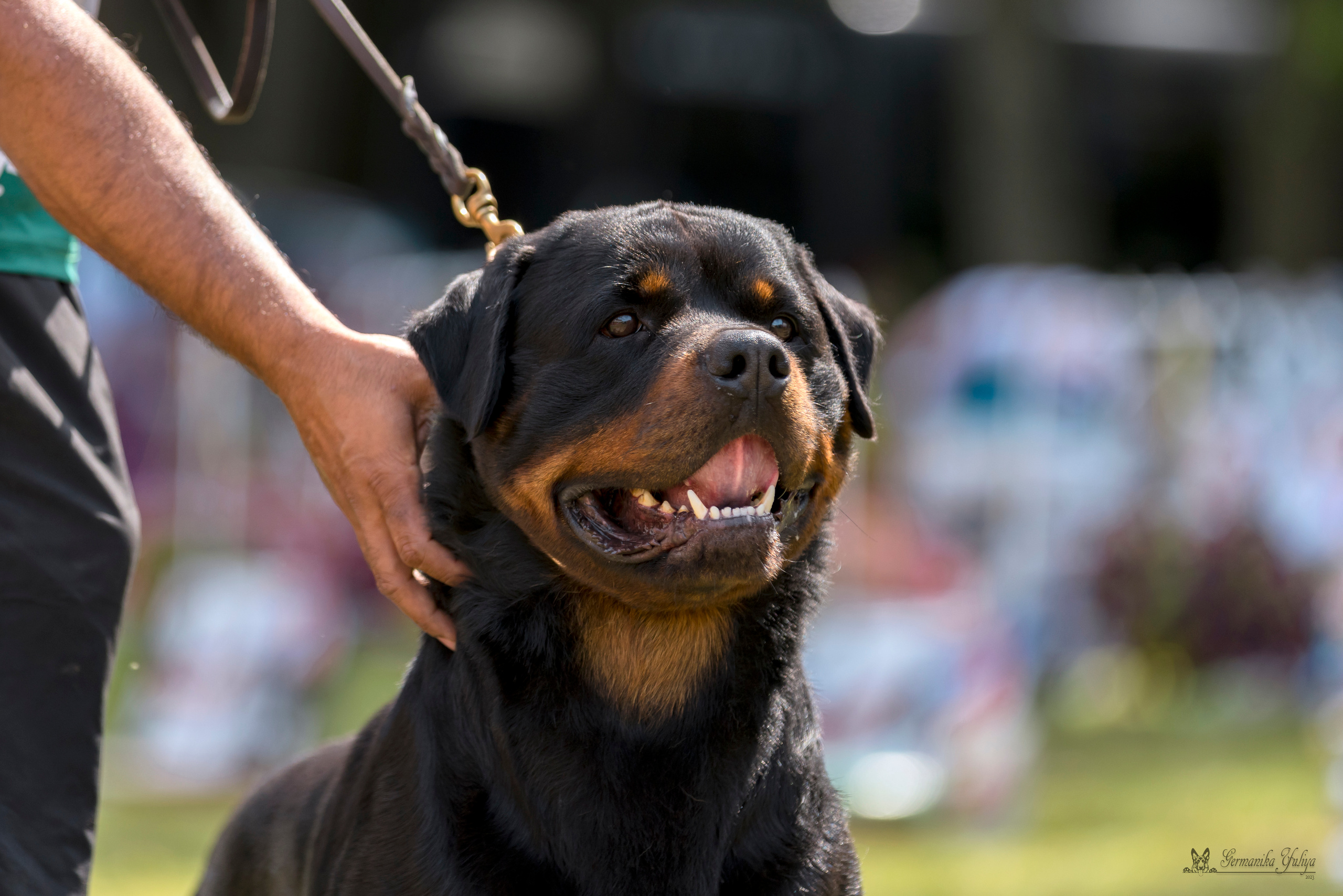 ПК и КЧК ротвейлеров Питер 22-23.07.2023. Фотограф-анималист Юлия Германика
