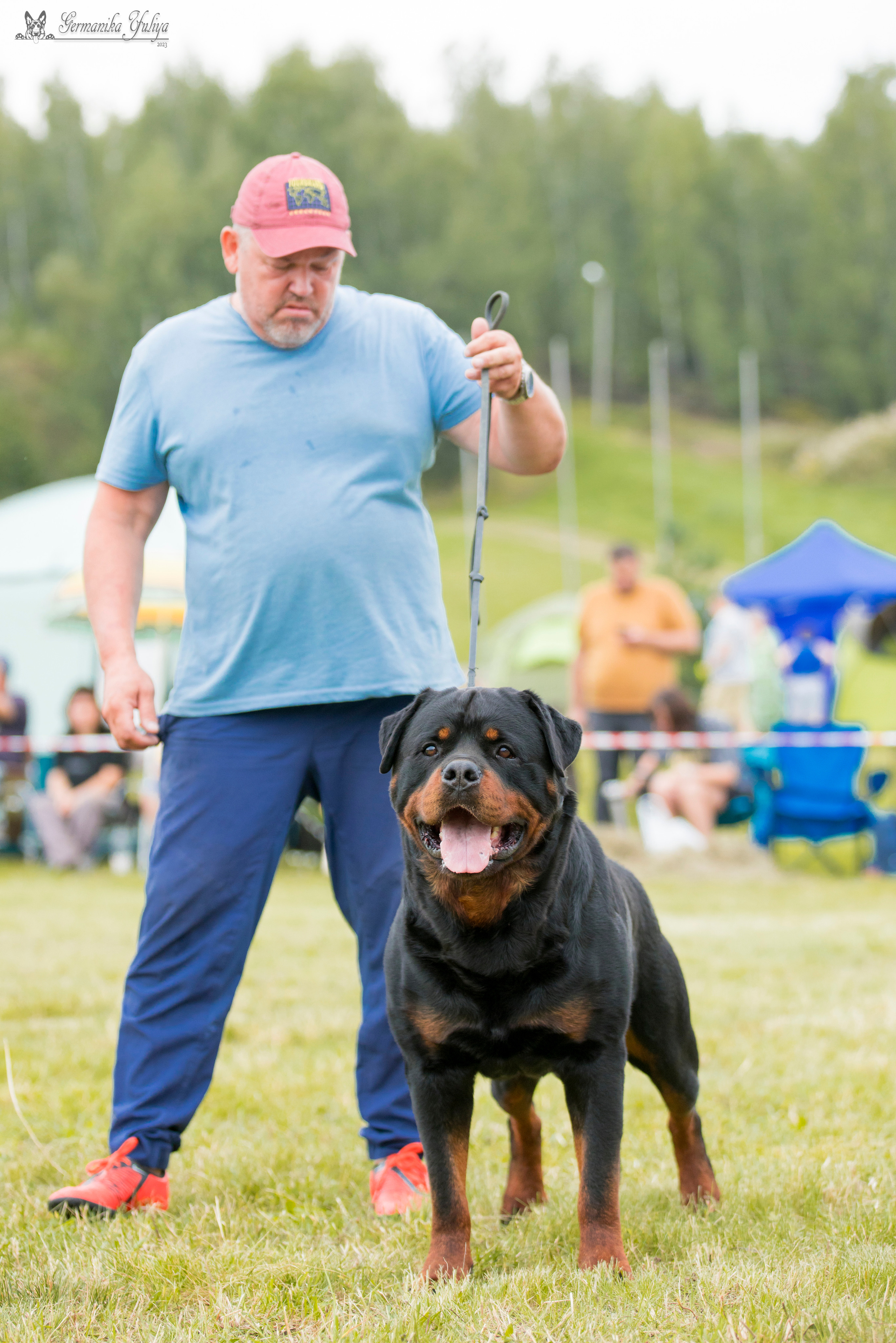 Рязань моно ротвейлеров 12.08.2023. Фотограф-анималист Юлия Германика