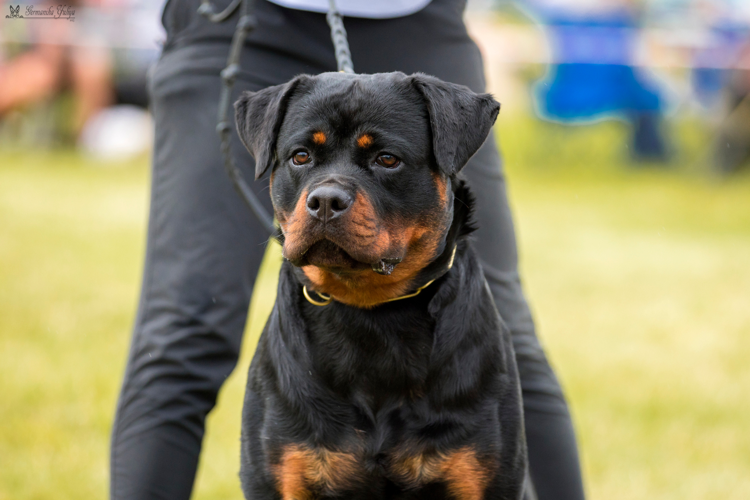 Рязань моно ротвейлеров 12.08.2023. Фотограф-анималист Юлия Германика
