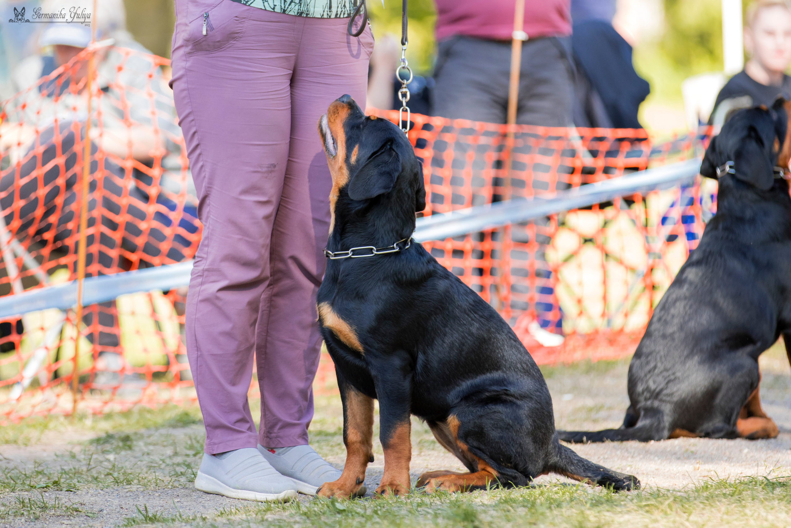ПК и КЧК ротвейлеров Питер 22-23.07.2023. Фотограф-анималист Юлия Германика