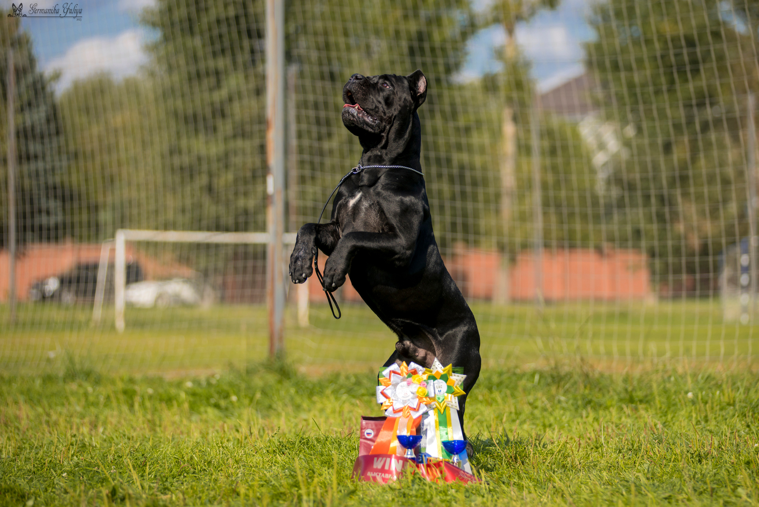 Рязань 12.08.и Пушкино 19.08.2023. Фотограф-анималист Юлия Германика