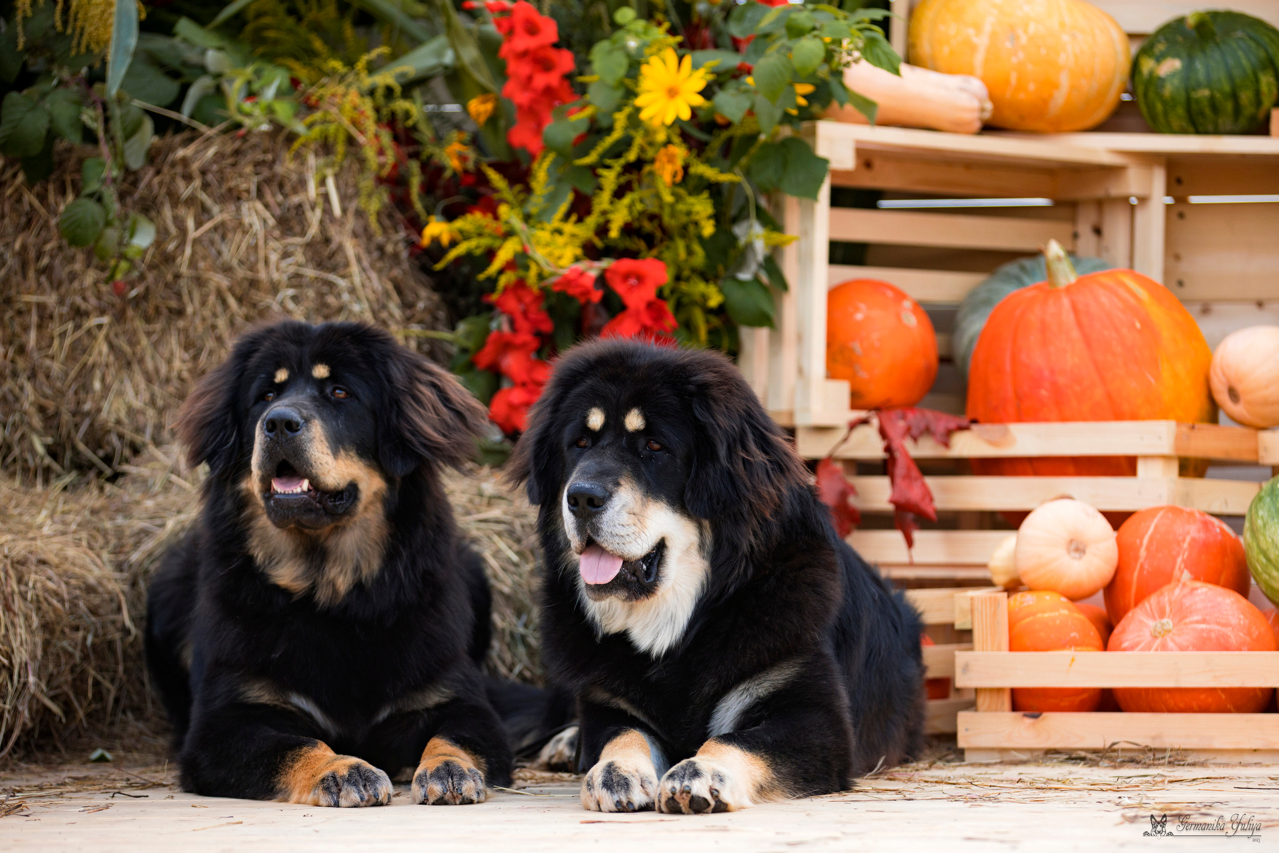 Питер 2-3.09.2023. Фотограф-анималист Юлия Германика