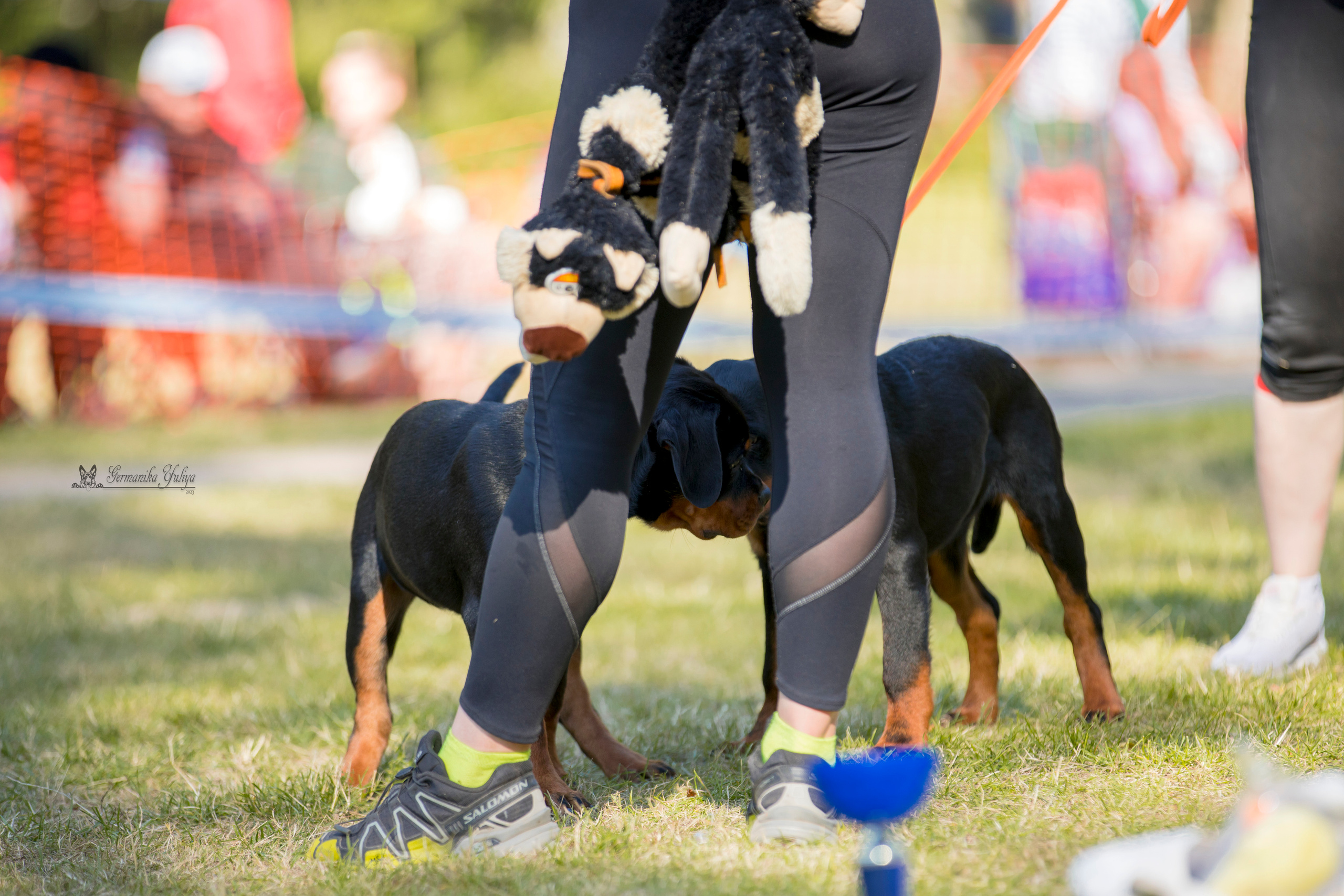 ПК и КЧК ротвейлеров Питер 22-23.07.2023. Фотограф-анималист Юлия Германика