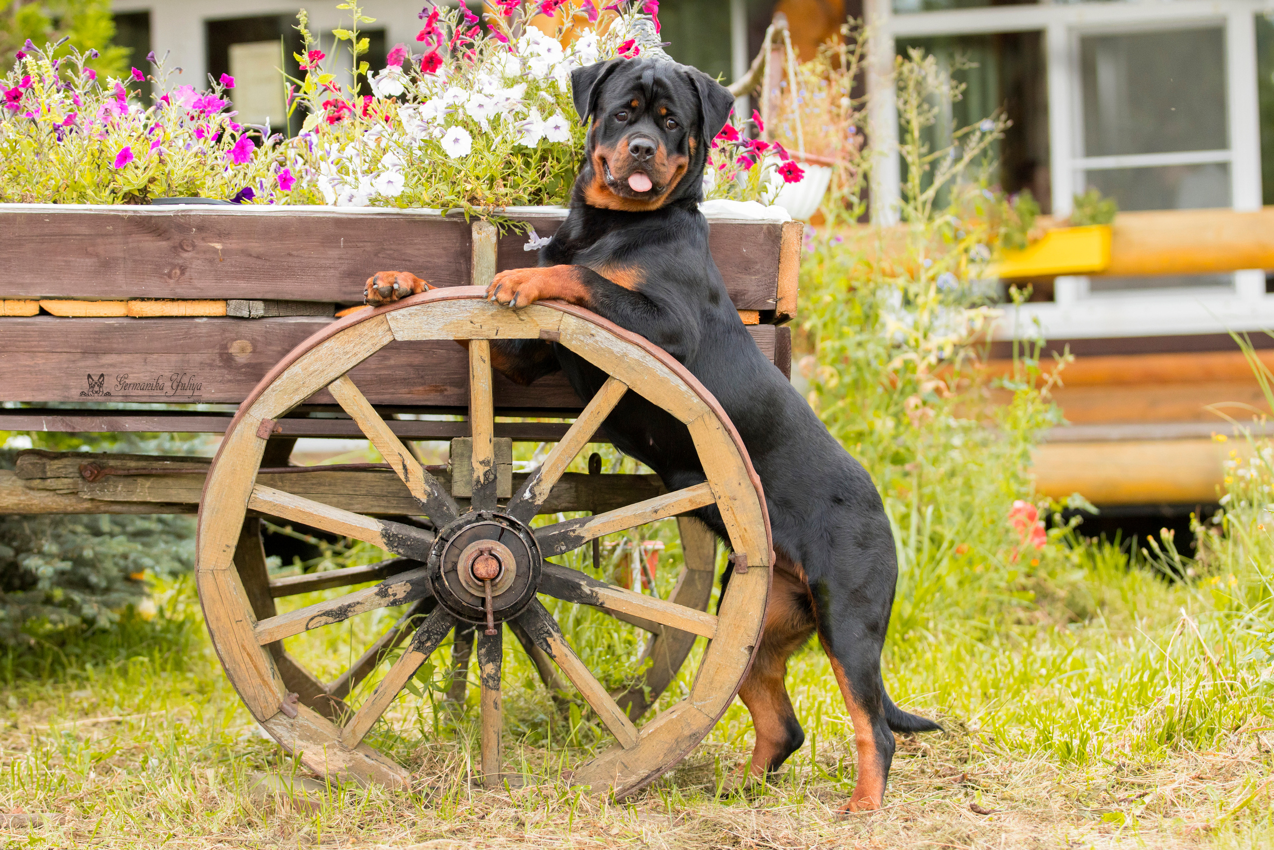 Рязань моно ротвейлеров 12.08.2023. Фотограф-анималист Юлия Германика