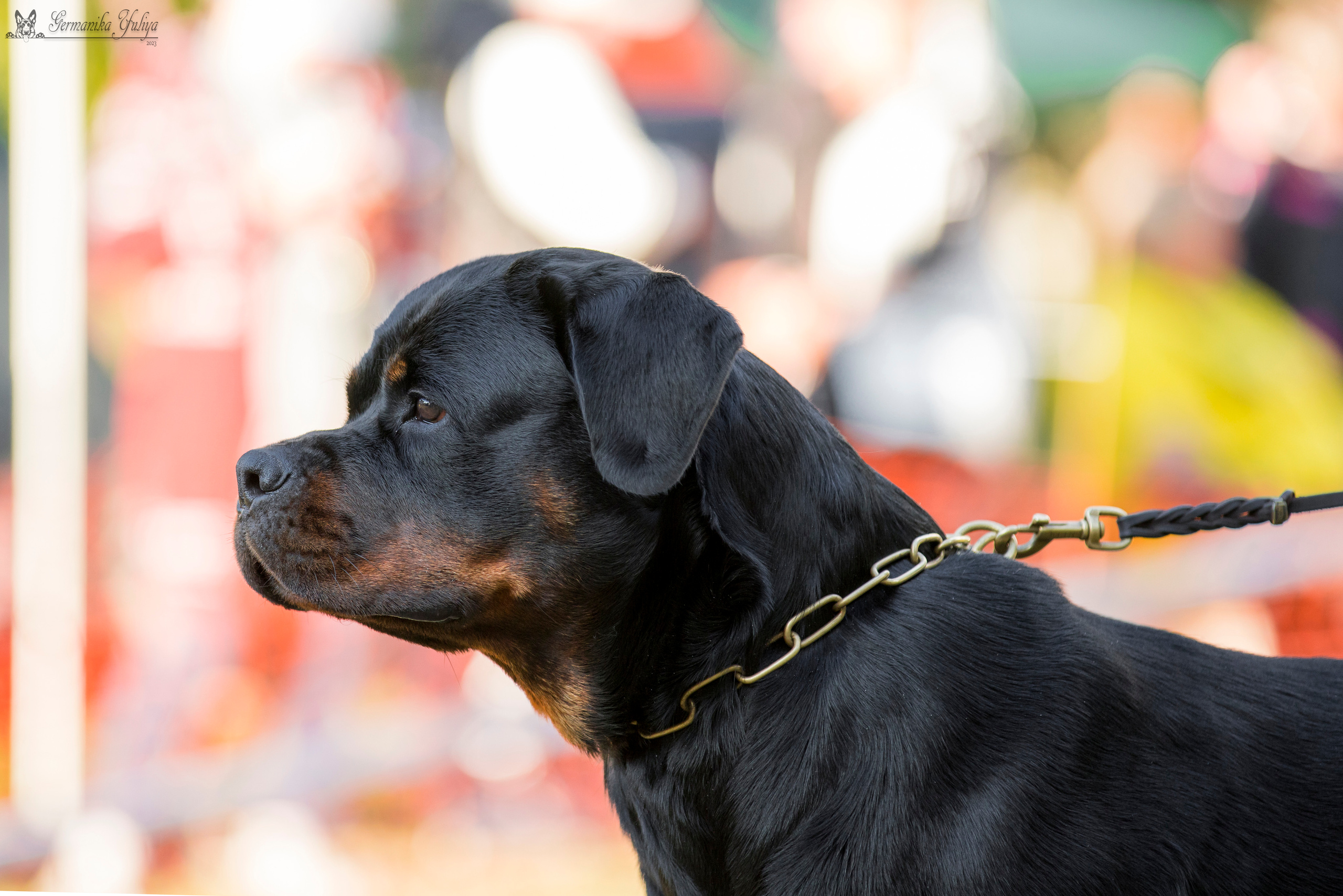 ПК и КЧК ротвейлеров Питер 22-23.07.2023. Фотограф-анималист Юлия Германика
