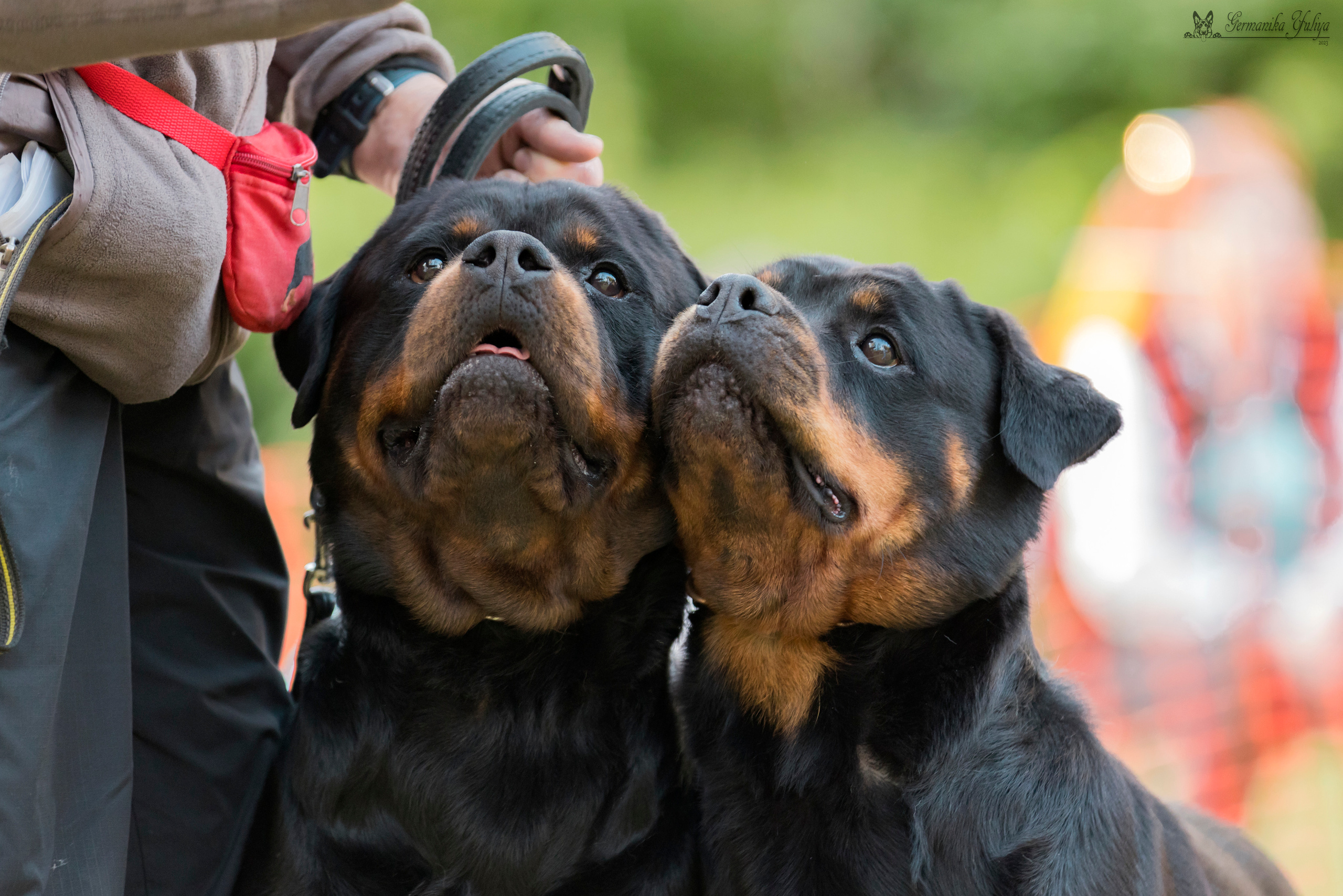 ПК и КЧК ротвейлеров Питер 22-23.07.2023. Фотограф-анималист Юлия Германика