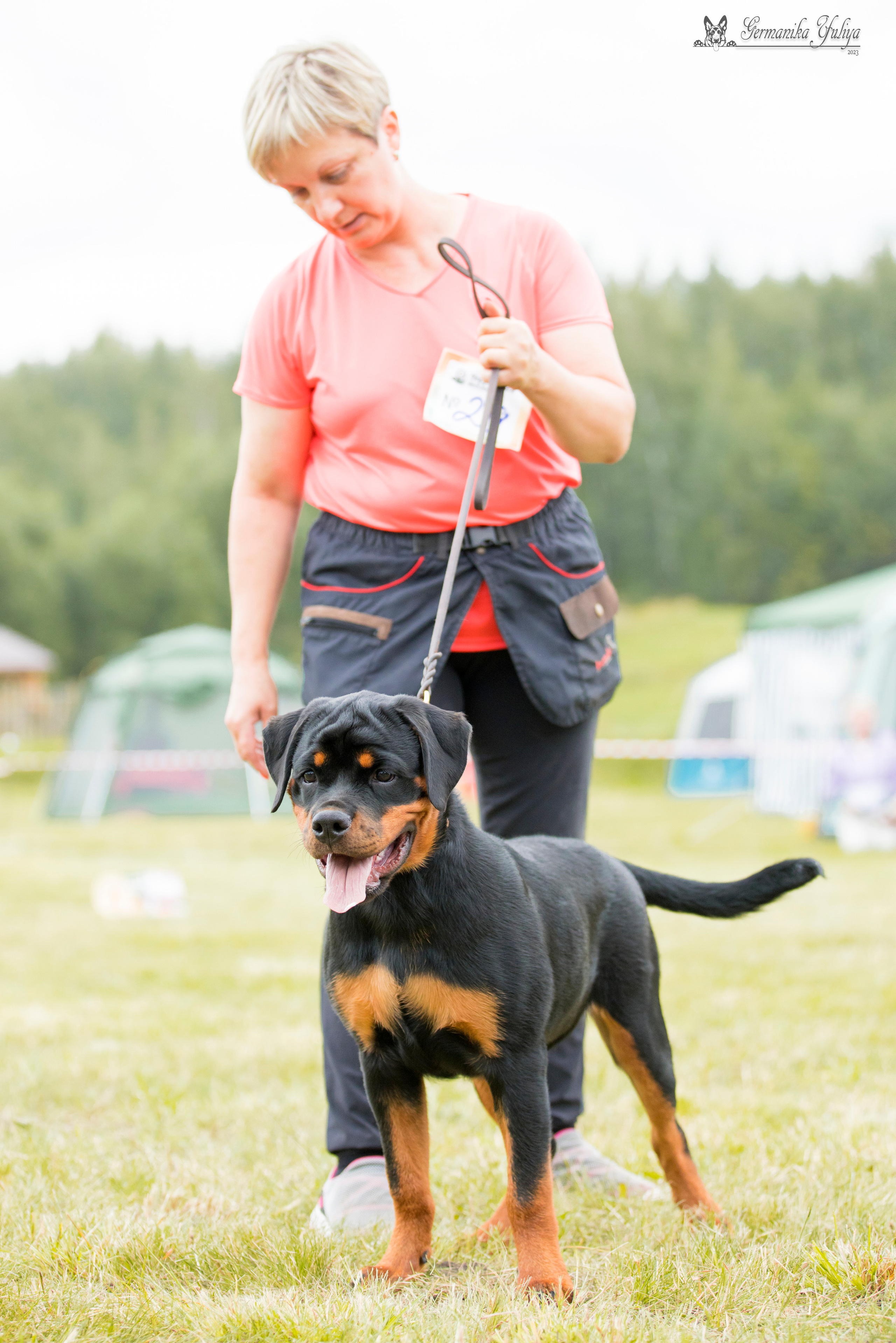 Рязань моно ротвейлеров 12.08.2023. Фотограф-анималист Юлия Германика