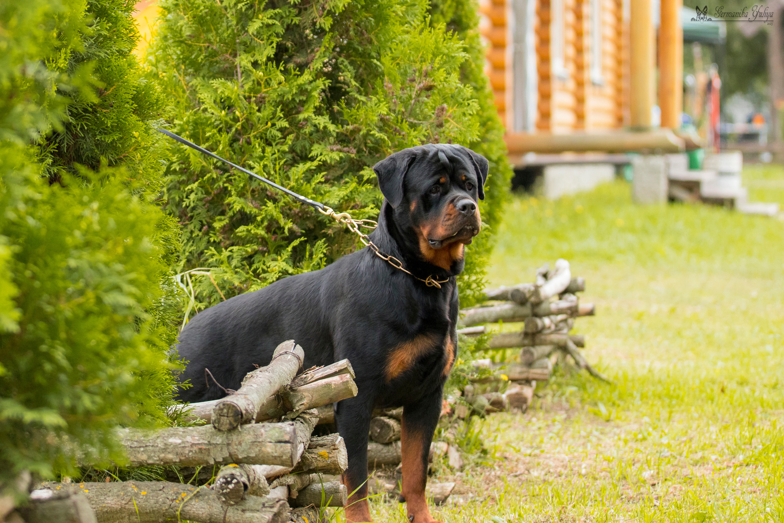 Рязань моно ротвейлеров 12.08.2023. Фотограф-анималист Юлия Германика