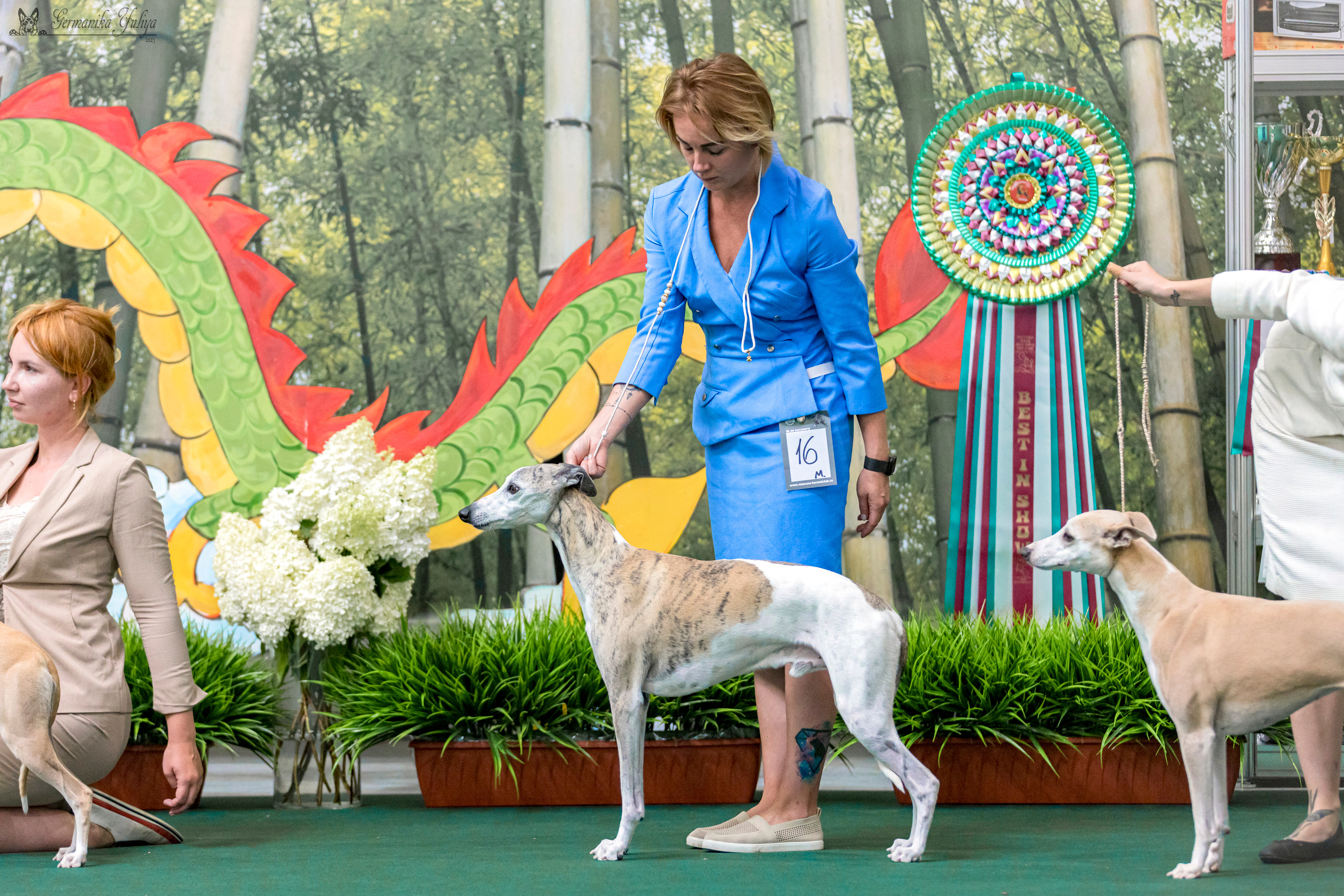 Крокус,Псков 5-6.08.2023. Фотограф-анималист Юлия Германика