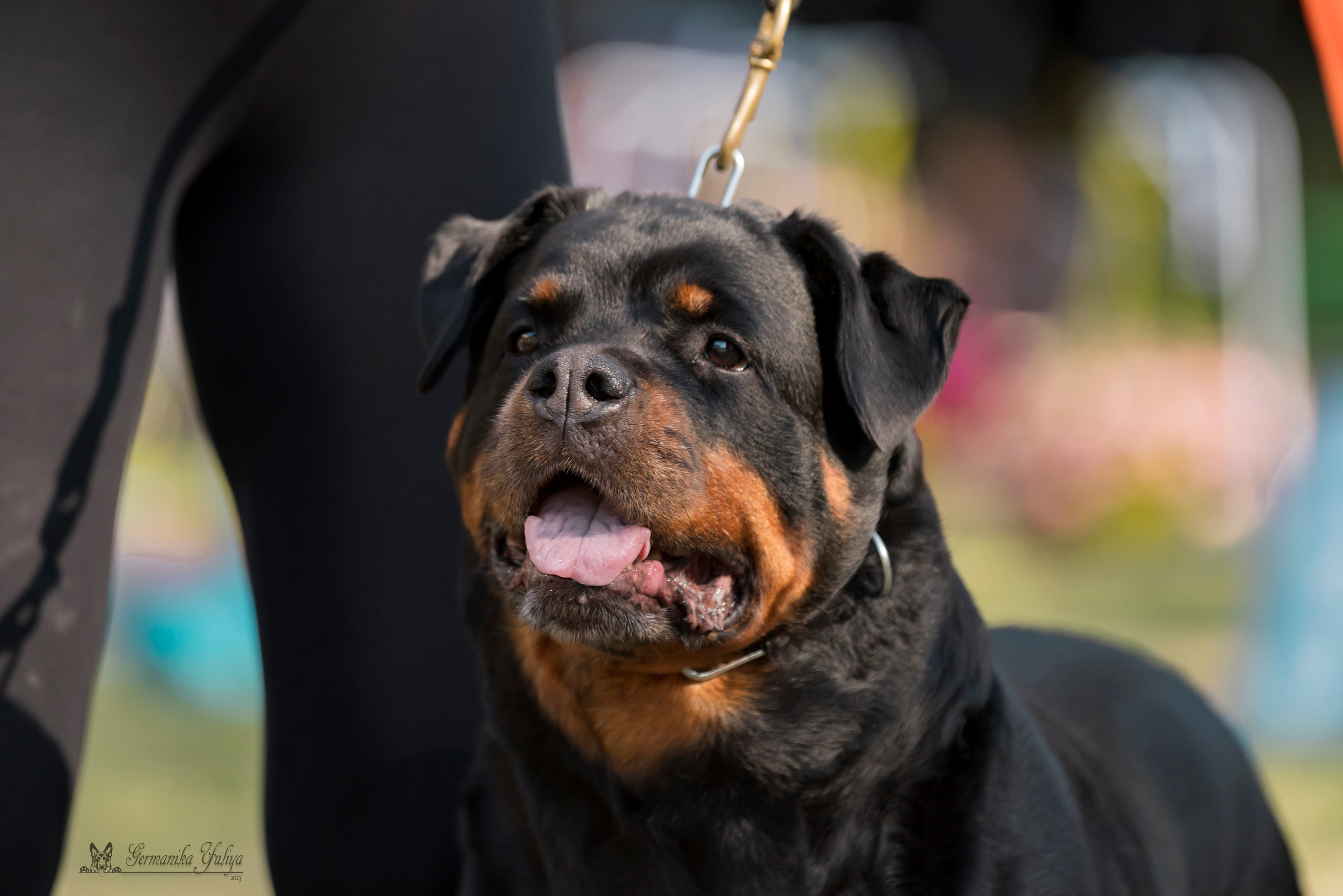 ПК и КЧК ротвейлеров Питер 22-23.07.2023. Фотограф-анималист Юлия Германика