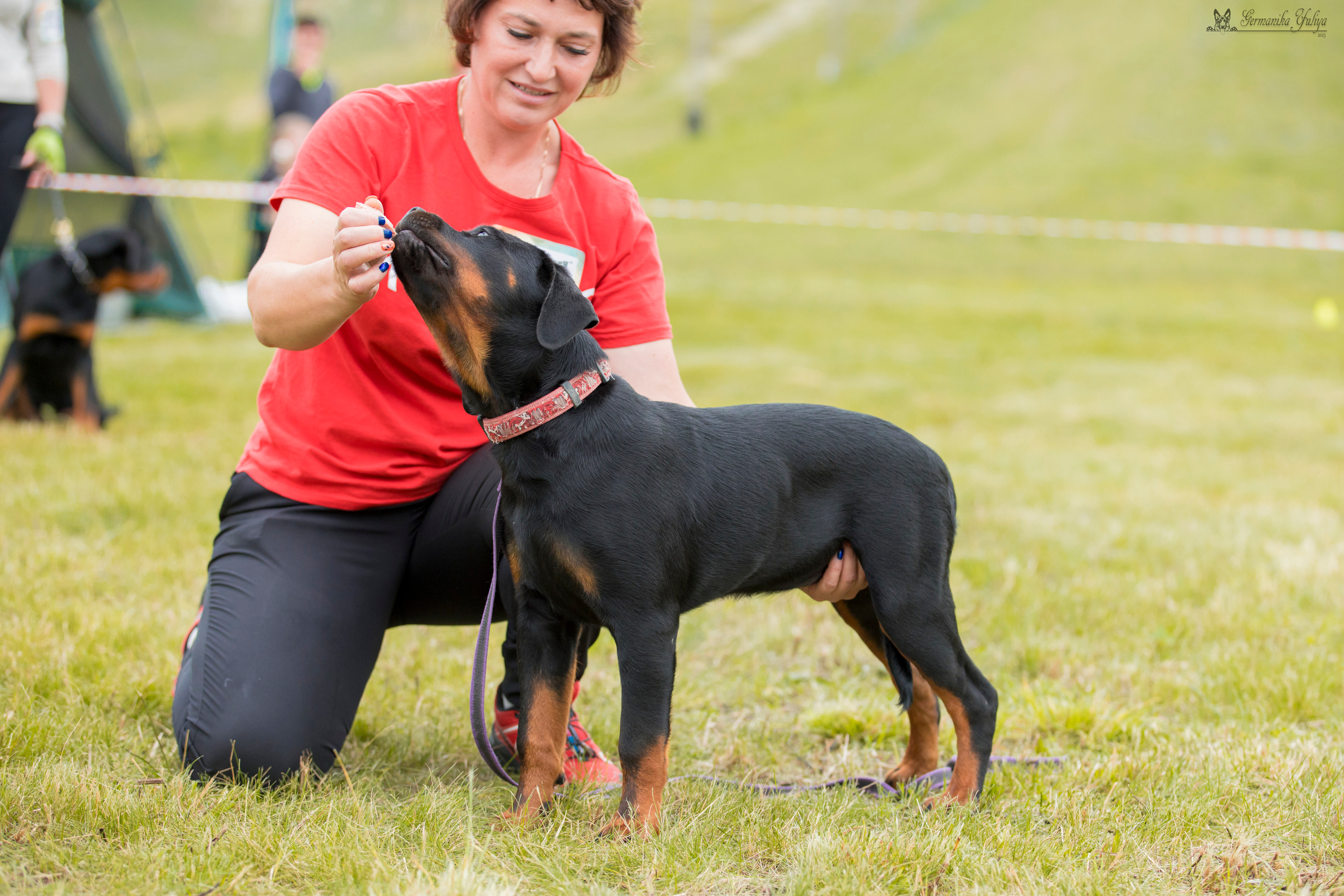 Рязань моно ротвейлеров 12.08.2023. Фотограф-анималист Юлия Германика