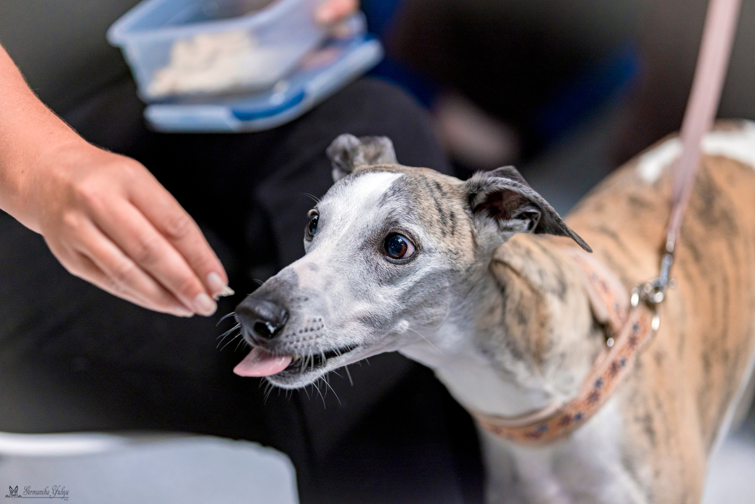 Крокус,Псков 5-6.08.2023. Фотограф-анималист Юлия Германика