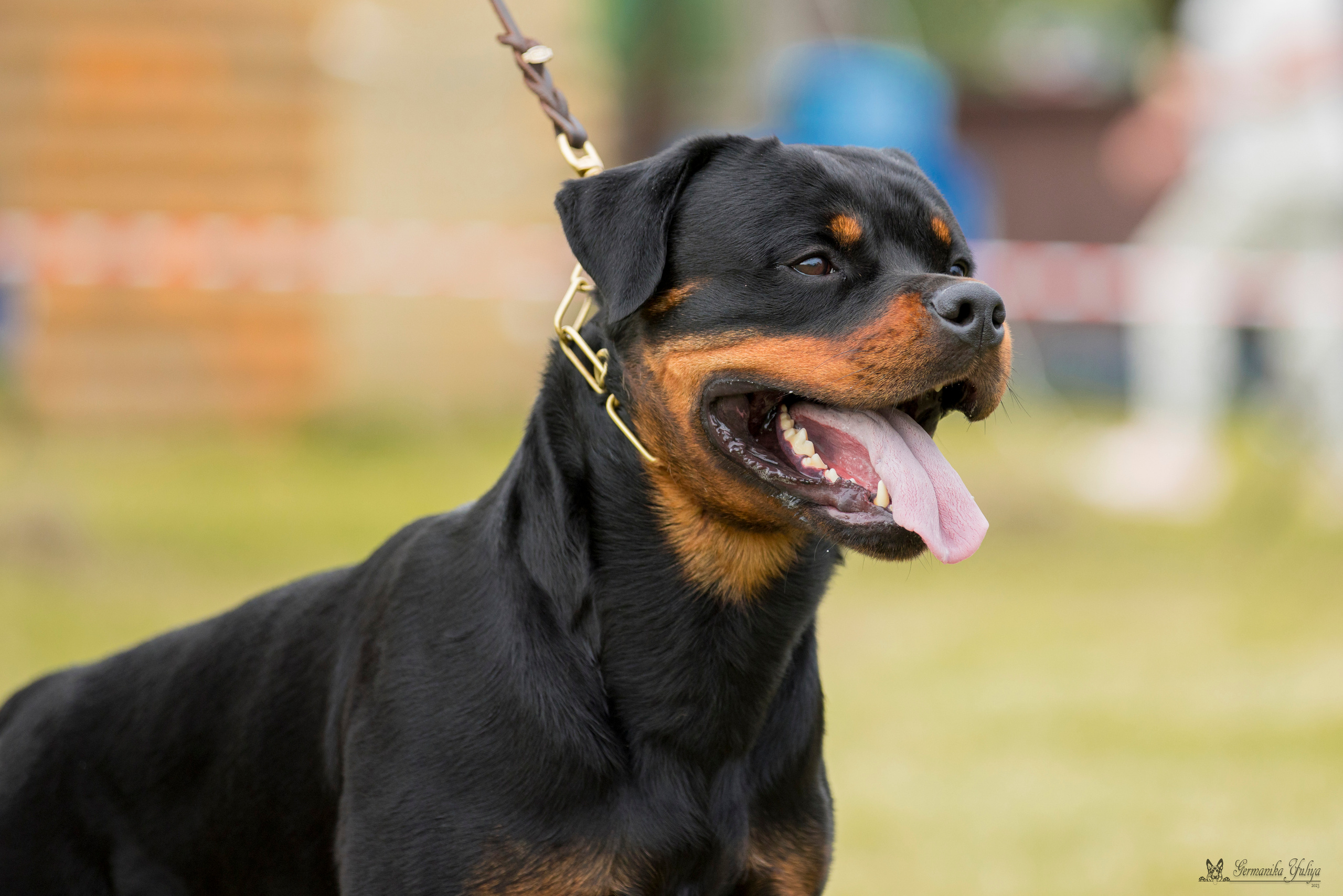Рязань моно ротвейлеров 12.08.2023. Фотограф-анималист Юлия Германика