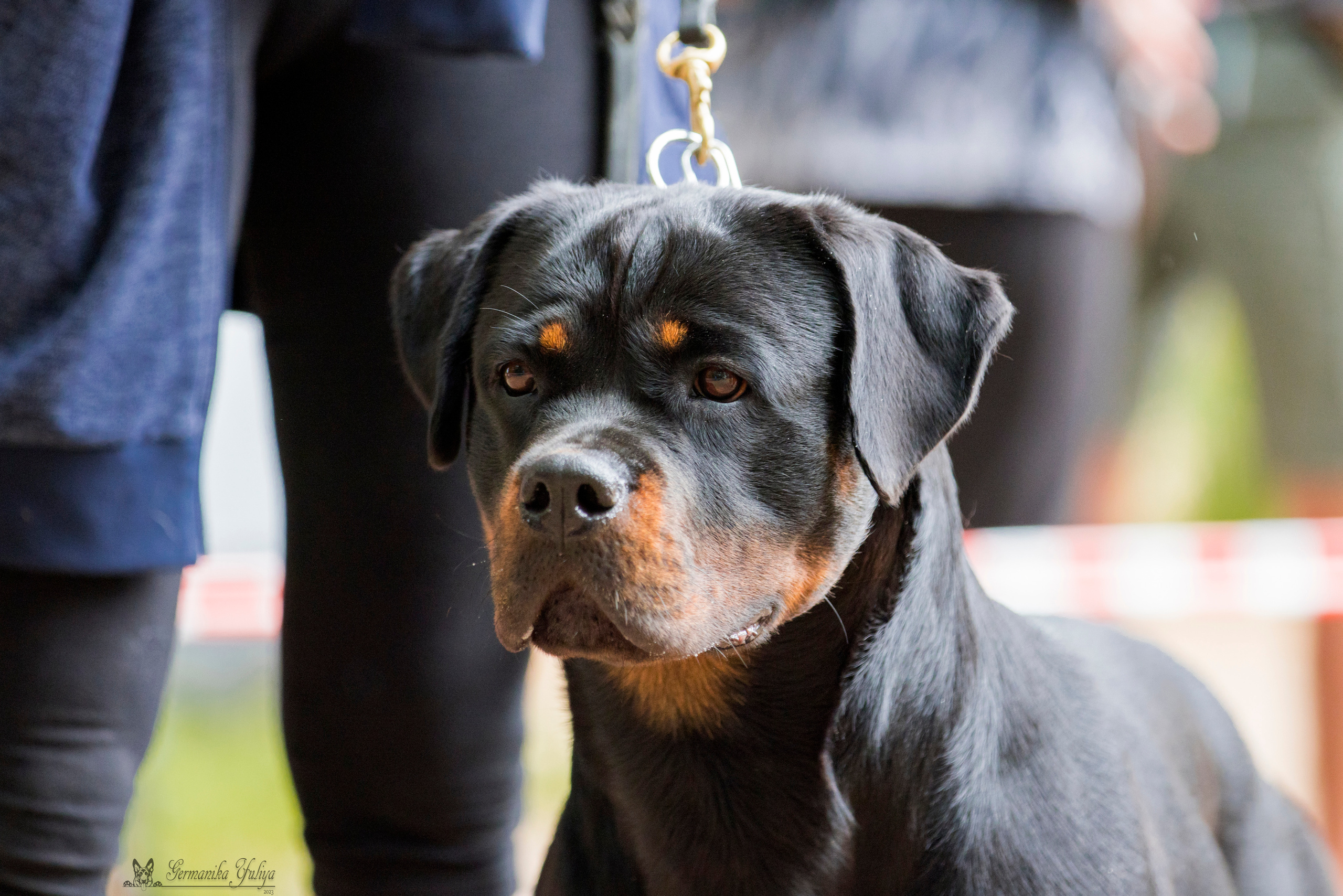Ховрино 2хмоно ротвейлеров 13.08.2023. Фотограф-анималист Юлия Германика