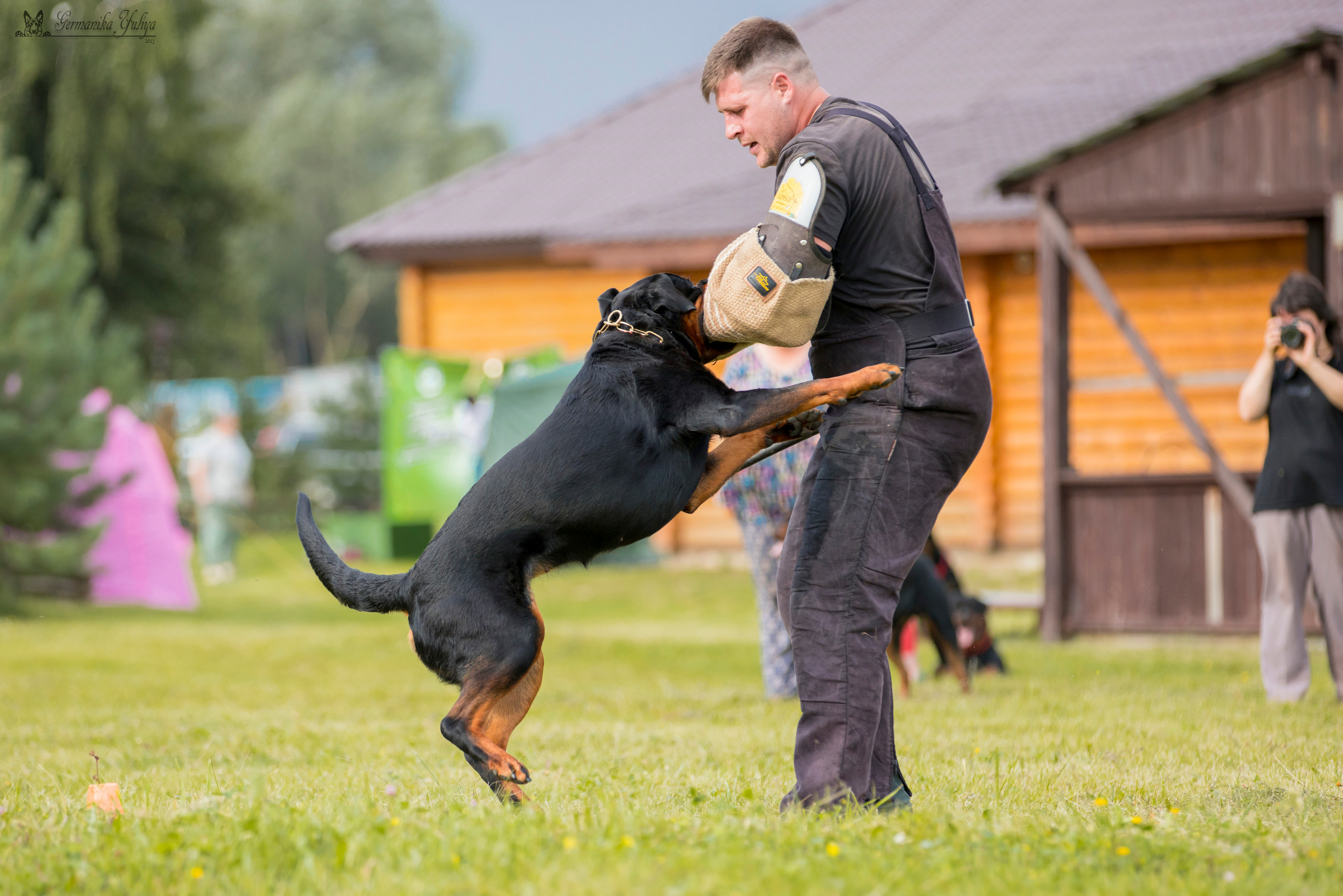 Рязань моно ротвейлеров 12.08.2023. Фотограф-анималист Юлия Германика
