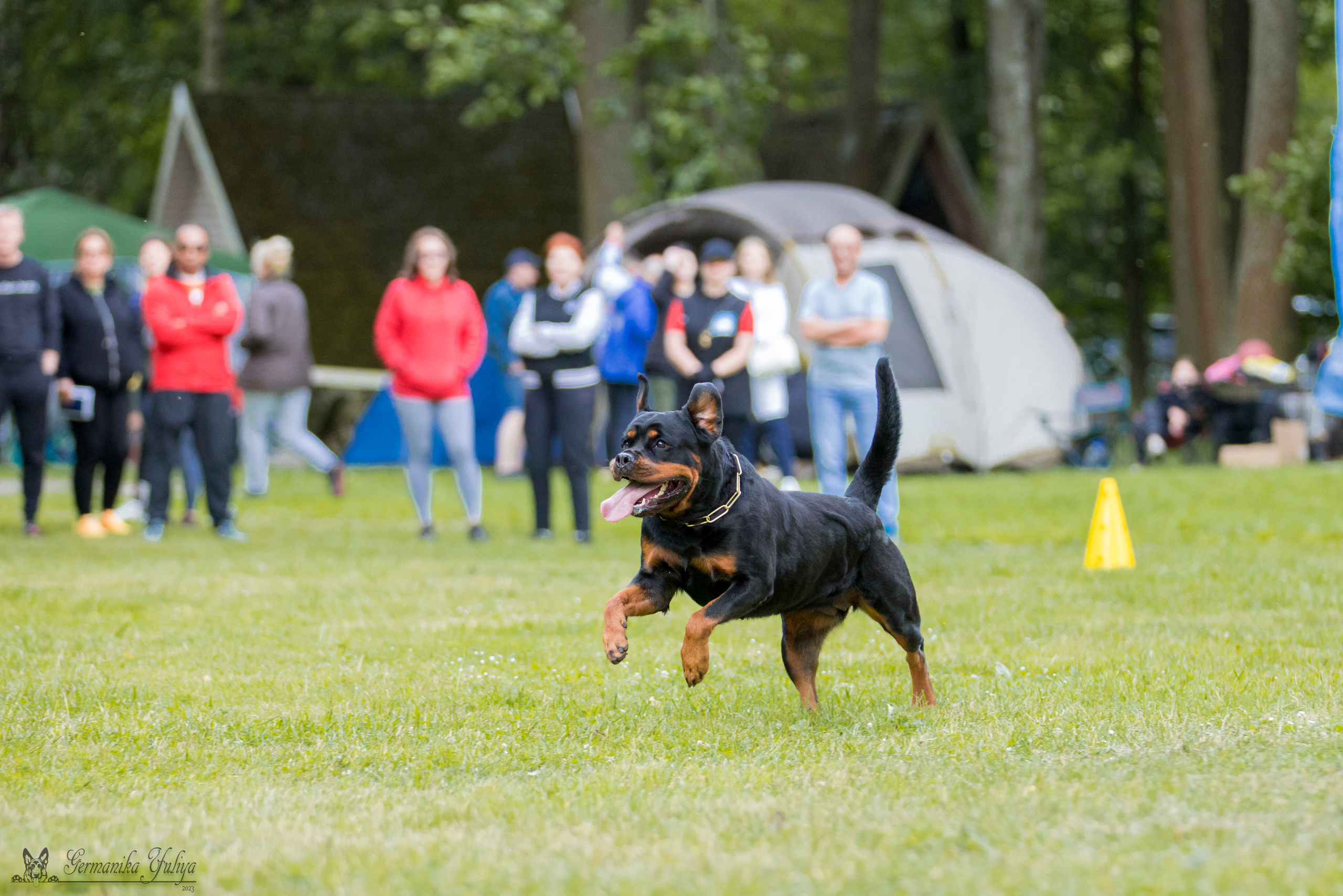 ПК и КЧК ротвейлеров Питер 22-23.07.2023. Фотограф-анималист Юлия Германика