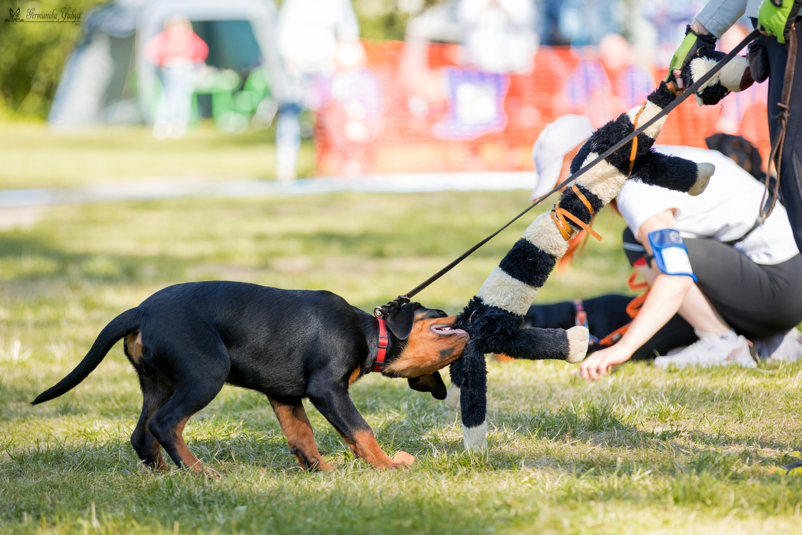 ПК и КЧК ротвейлеров Питер 22-23.07.2023. Фотограф-анималист Юлия Германика