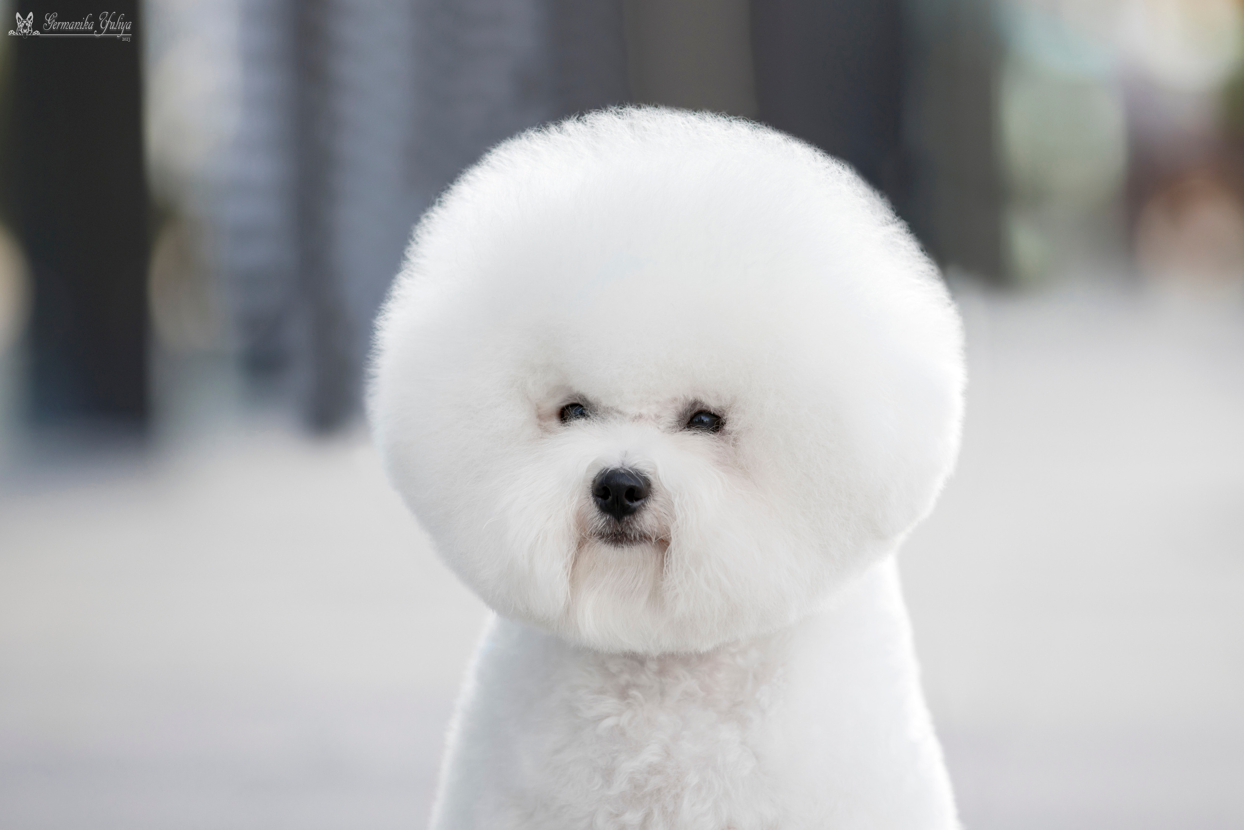 Питер 2-3.09.2023. Фотограф-анималист Юлия Германика