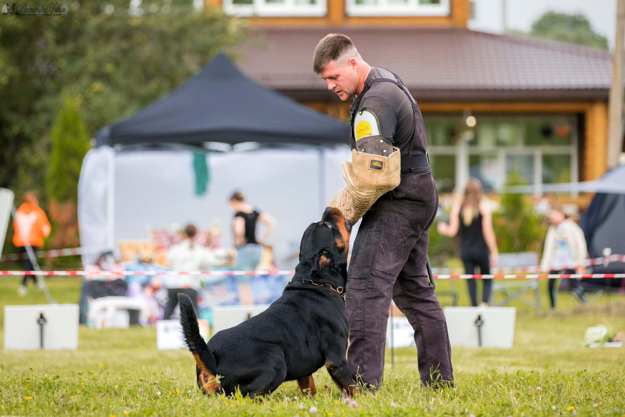 Рязань моно ротвейлеров 12.08.2023. Фотограф-анималист Юлия Германика