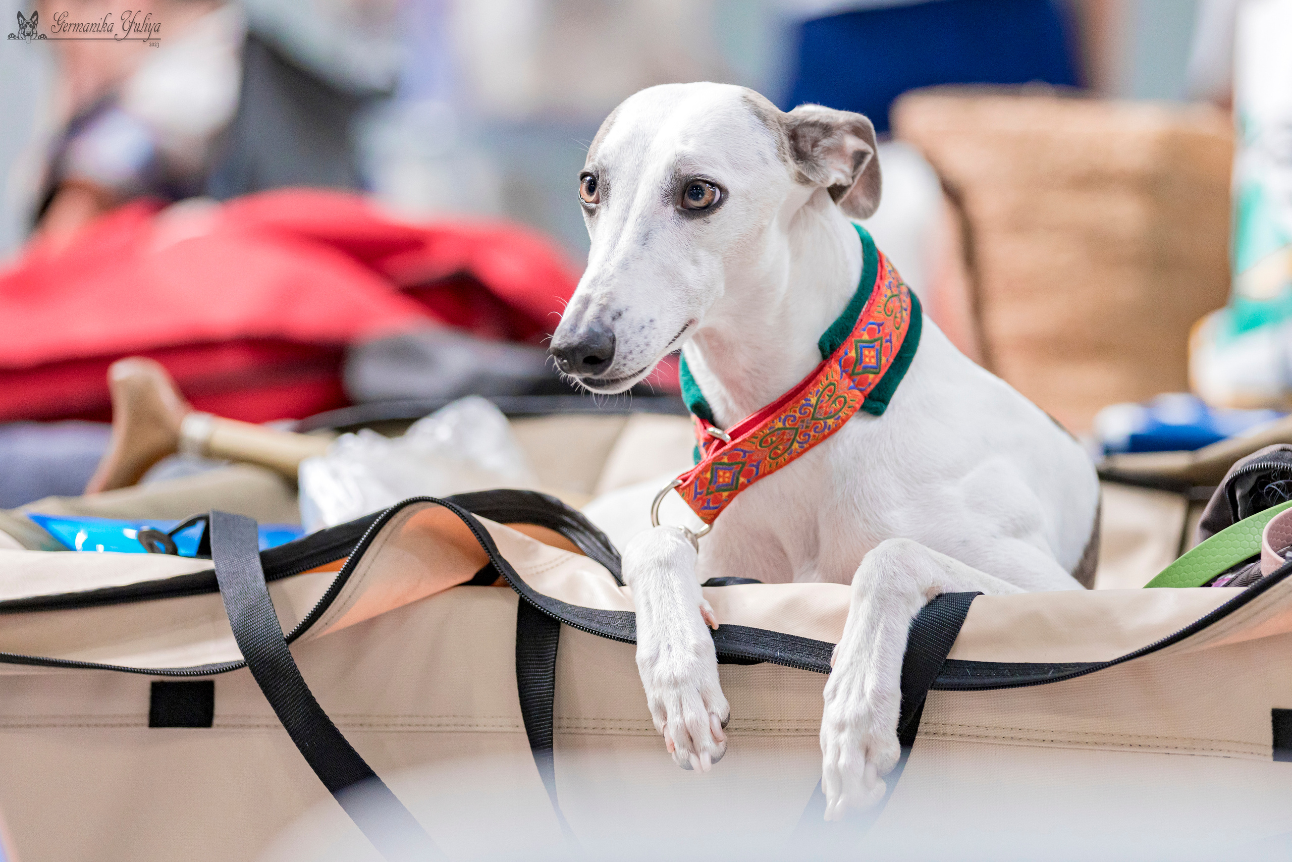 Крокус,Псков 5-6.08.2023. Фотограф-анималист Юлия Германика