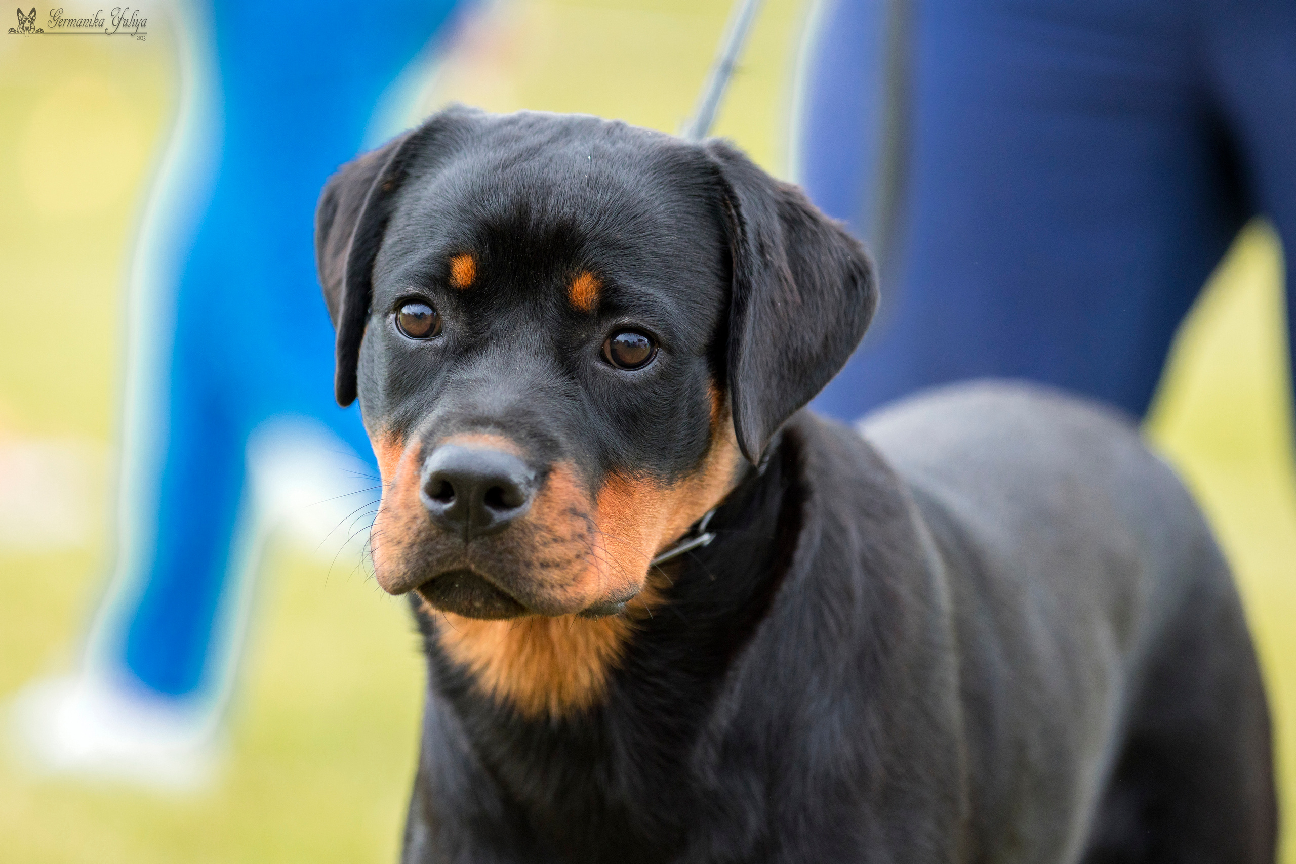 Рязань моно ротвейлеров 12.08.2023. Фотограф-анималист Юлия Германика