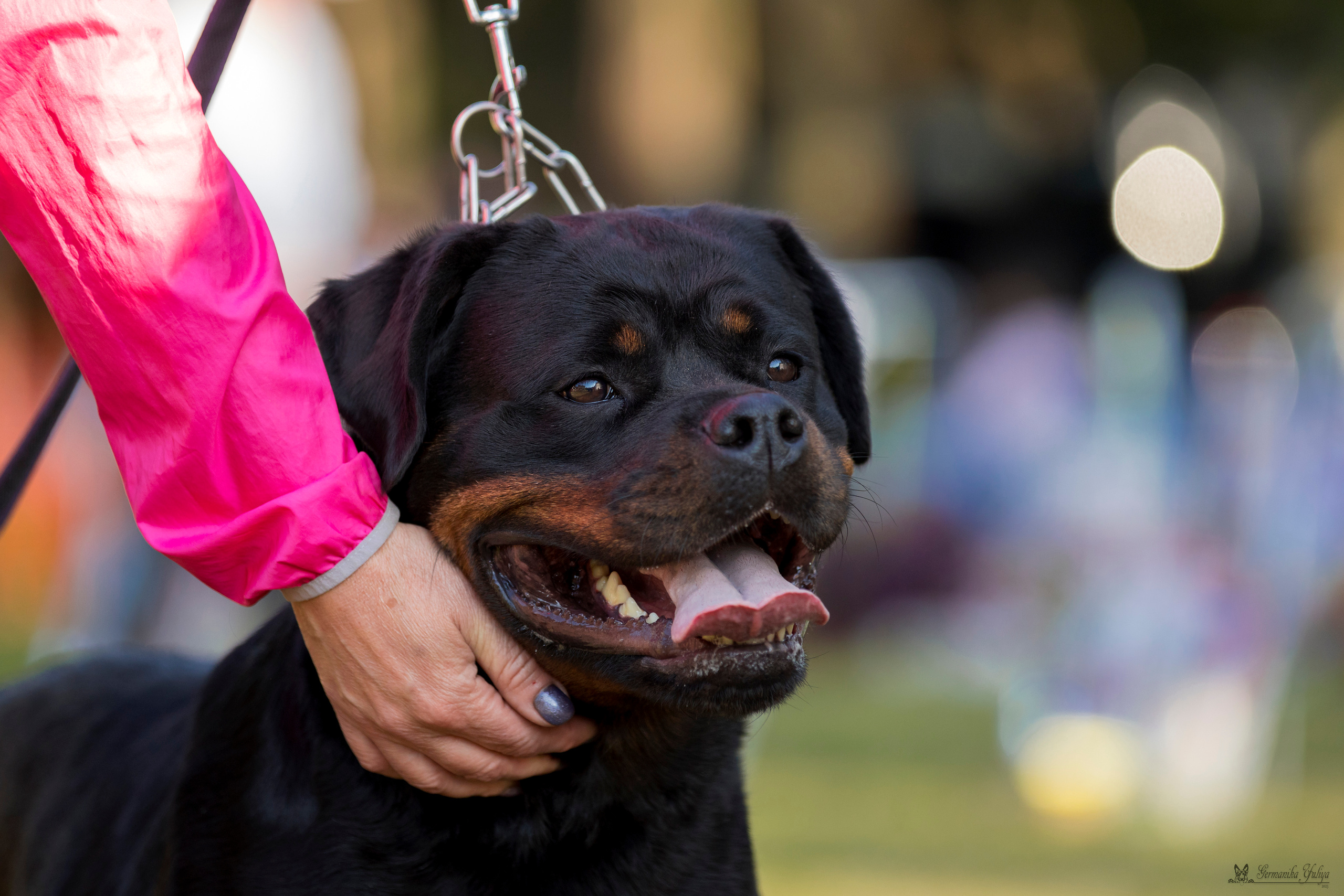 ПК и КЧК ротвейлеров Питер 22-23.07.2023. Фотограф-анималист Юлия Германика