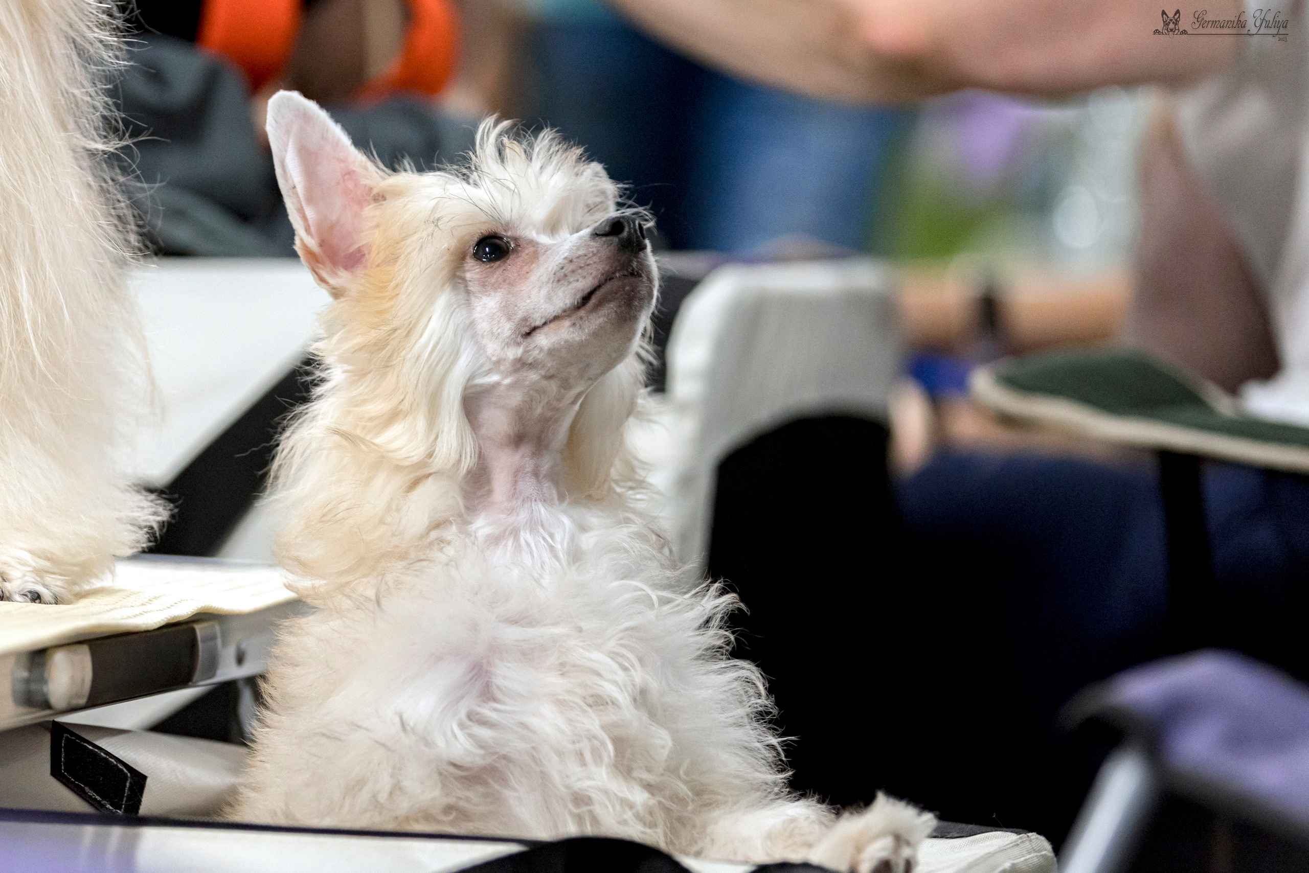 Сфера-Ховрино 29-30.07.2023. Фотограф-анималист Юлия Германика