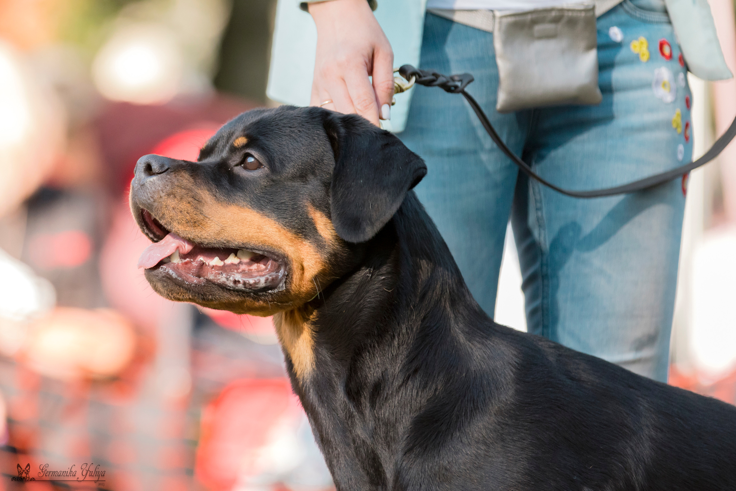 ПК и КЧК ротвейлеров Питер 22-23.07.2023. Фотограф-анималист Юлия Германика