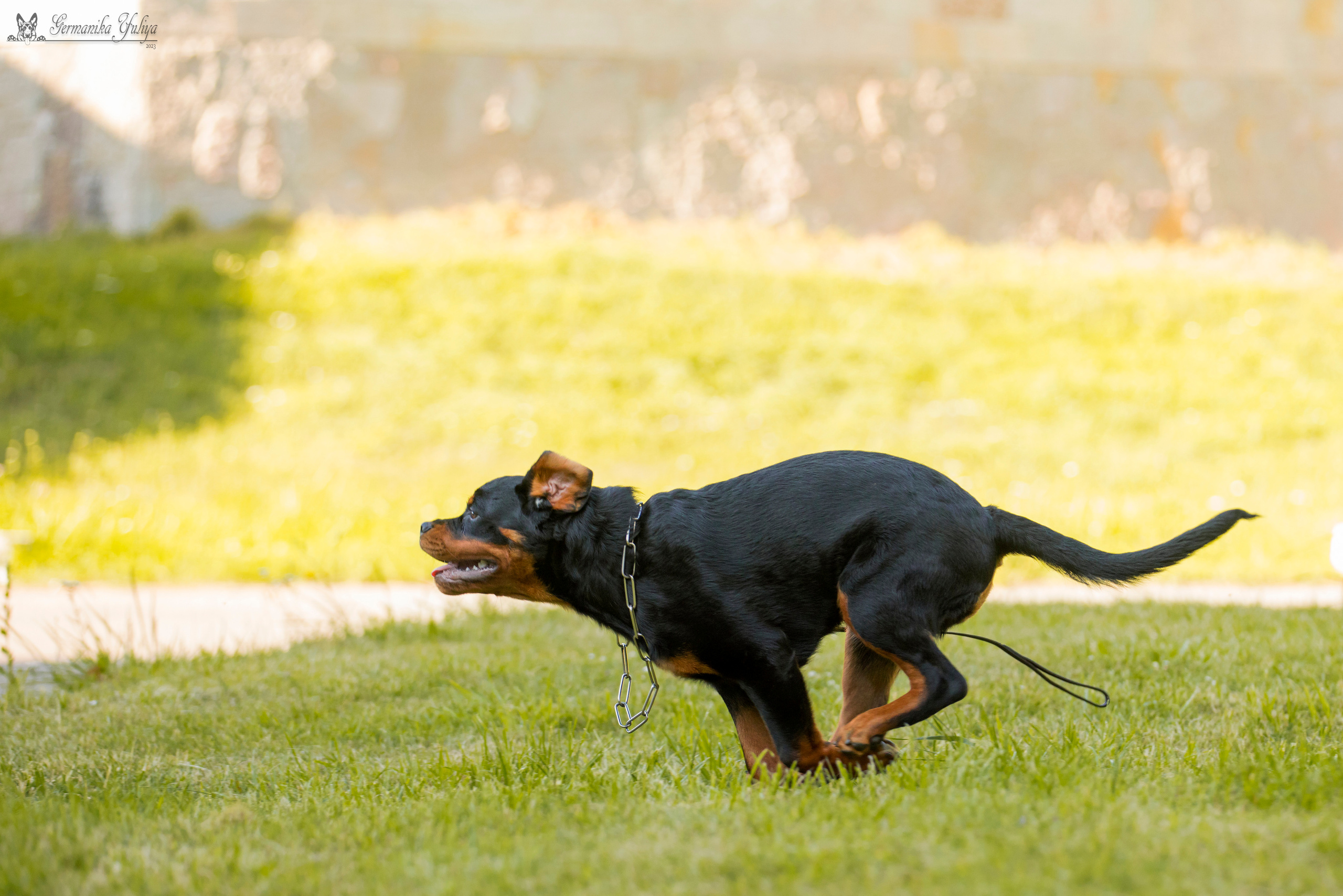 ПК и КЧК ротвейлеров Питер 22-23.07.2023. Фотограф-анималист Юлия Германика