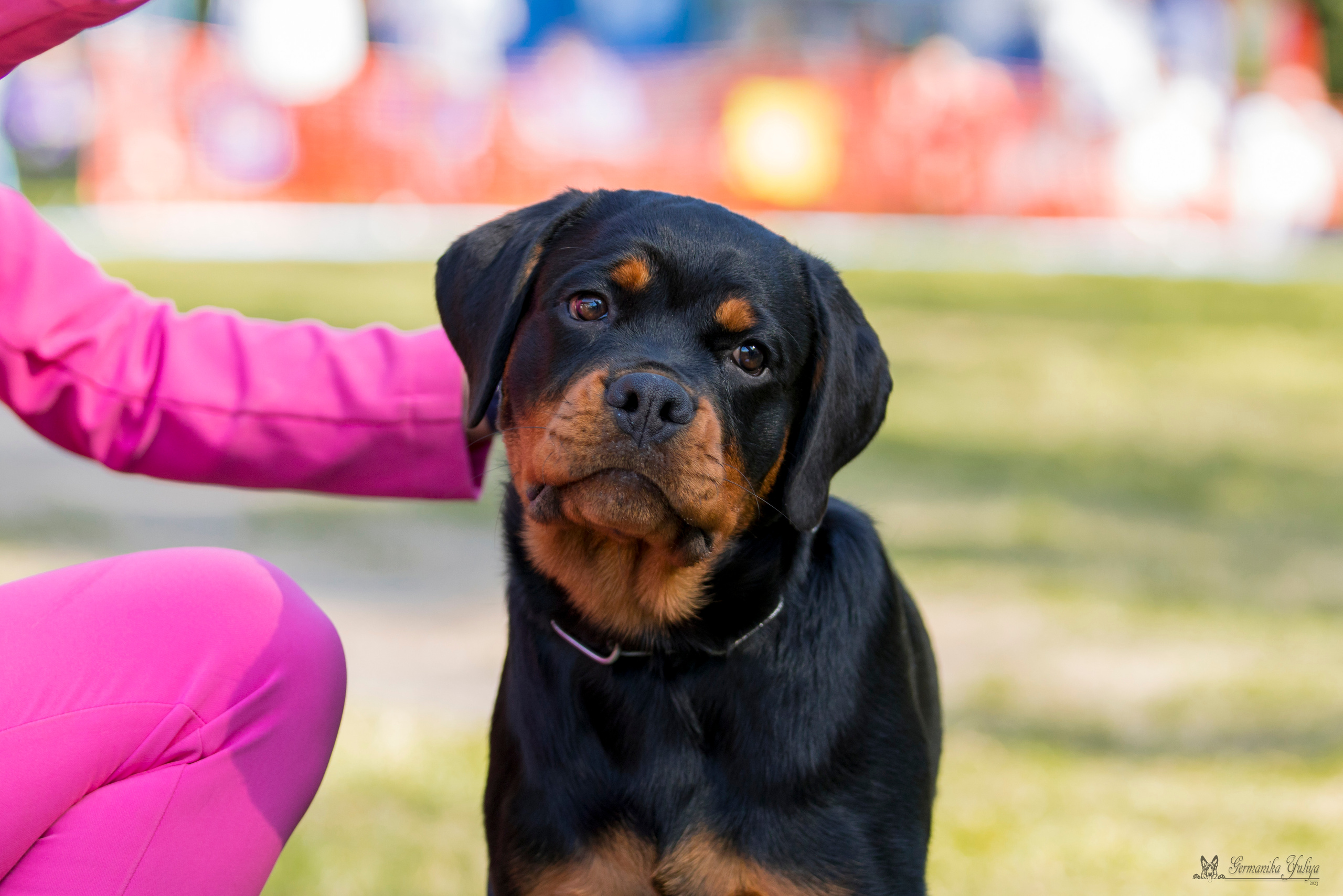 ПК и КЧК ротвейлеров Питер 22-23.07.2023. Фотограф-анималист Юлия Германика