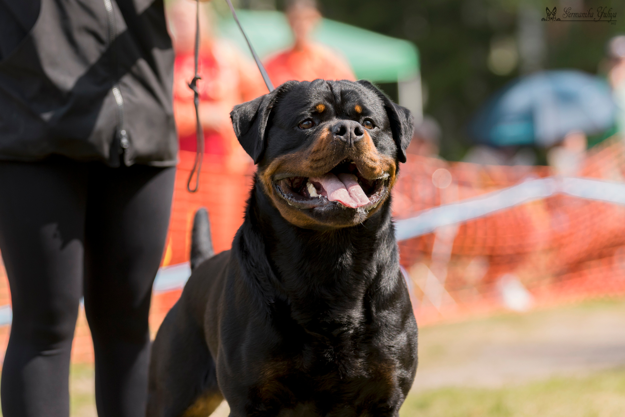 ПК и КЧК ротвейлеров Питер 22-23.07.2023. Фотограф-анималист Юлия Германика