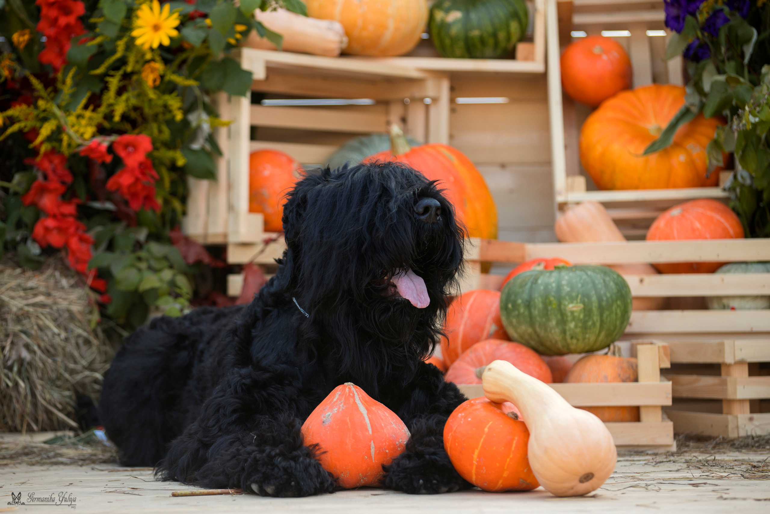 Питер 2-3.09.2023. Фотограф-анималист Юлия Германика