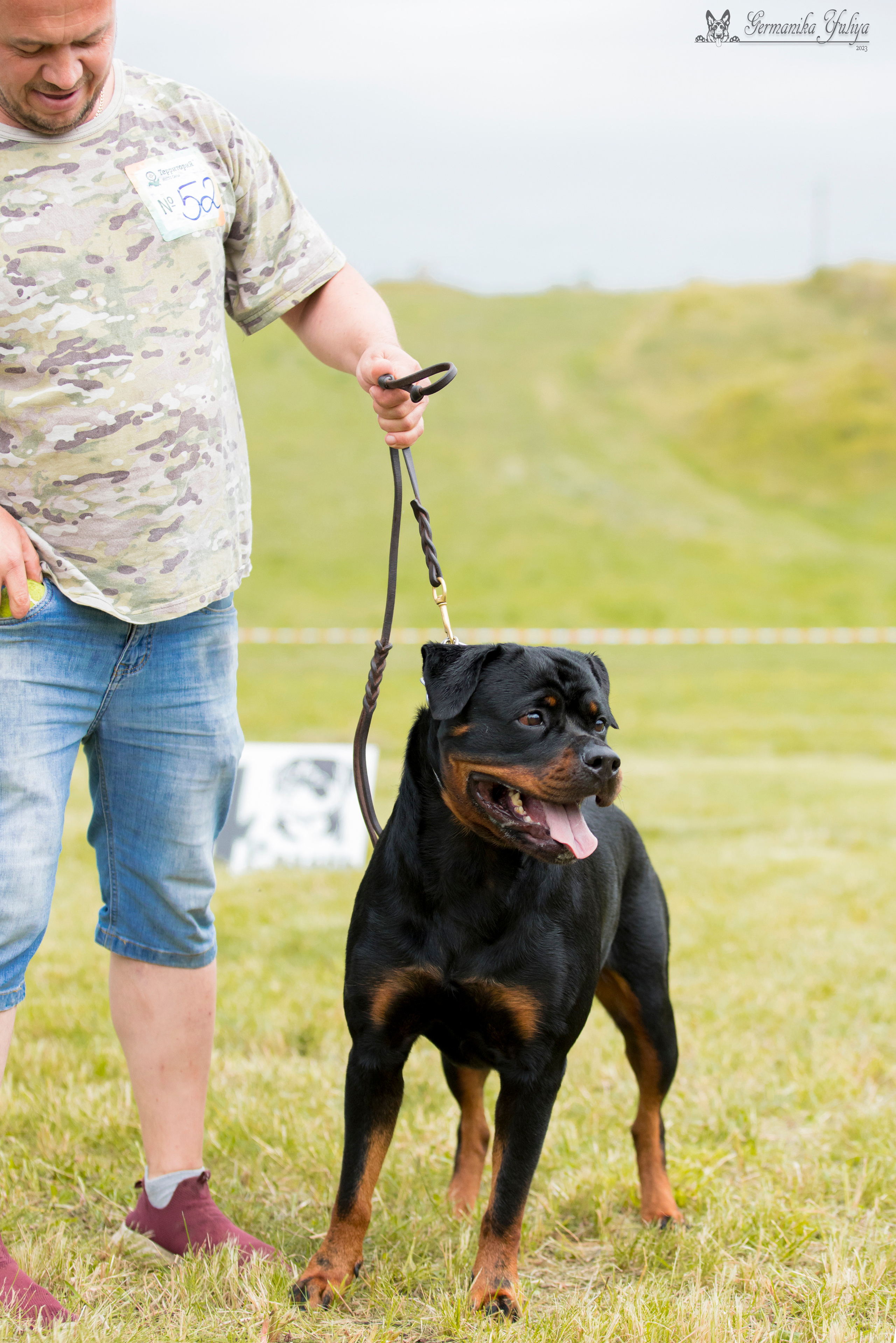 Рязань моно ротвейлеров 12.08.2023. Фотограф-анималист Юлия Германика