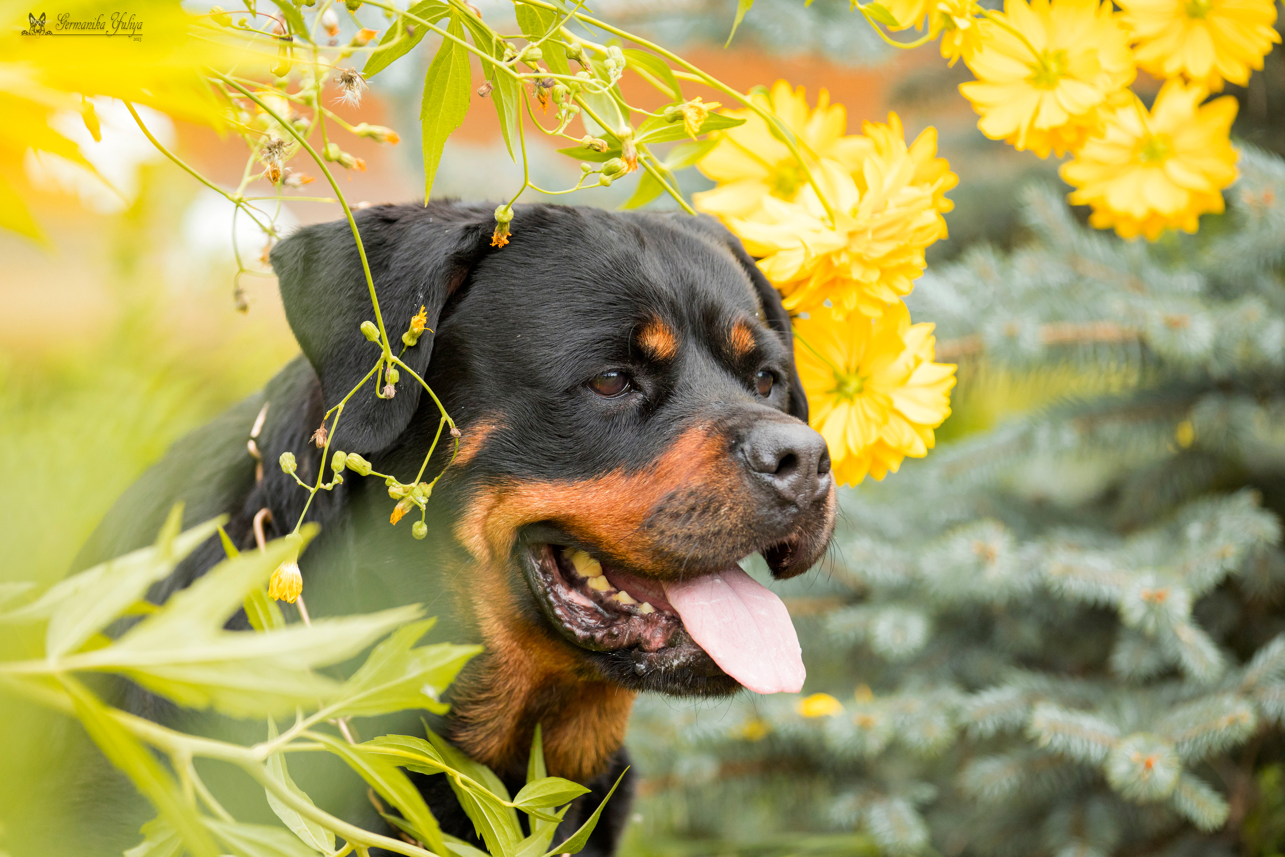 Рязань моно ротвейлеров 12.08.2023. Фотограф-анималист Юлия Германика