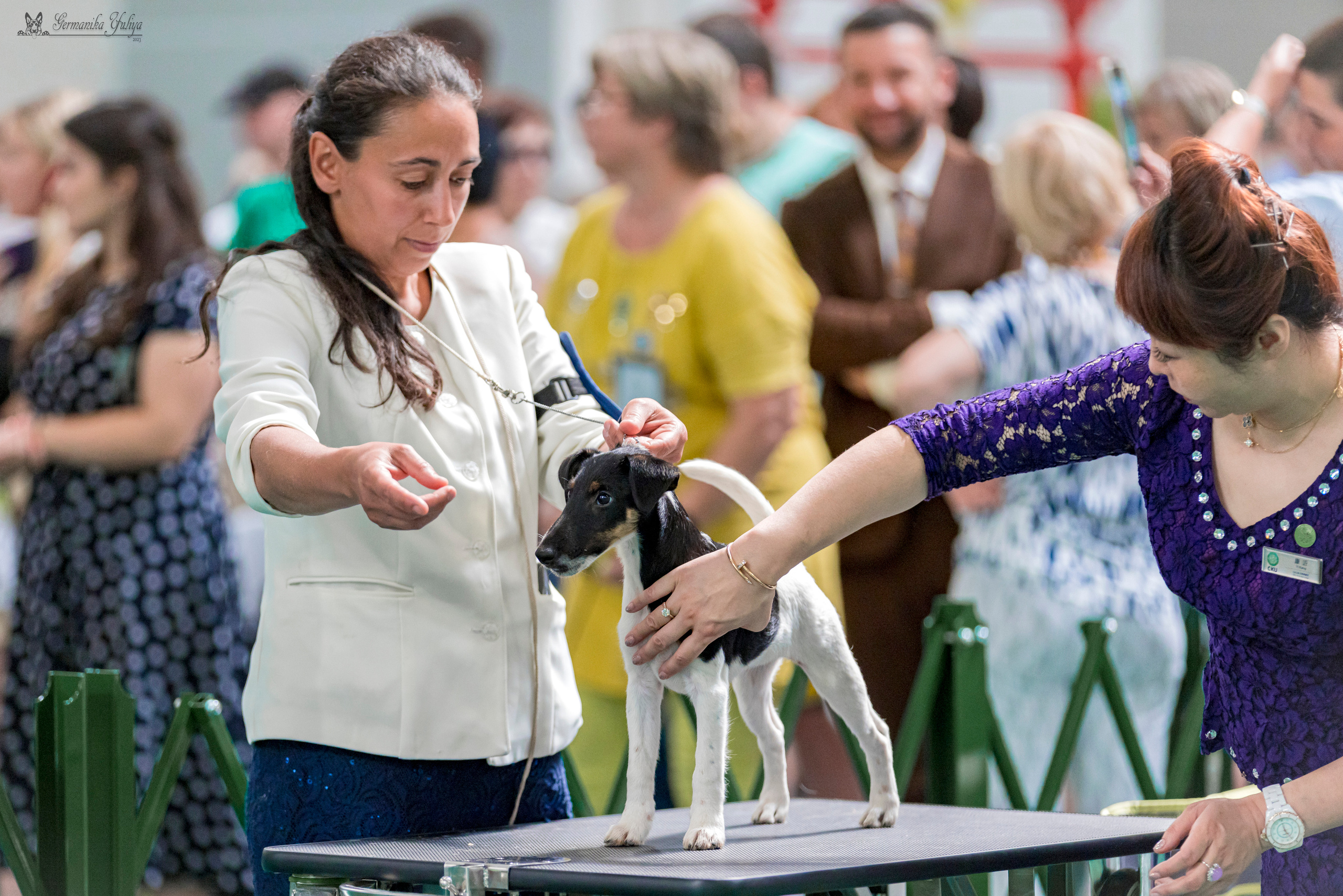 Крокус,Псков 5-6.08.2023. Фотограф-анималист Юлия Германика