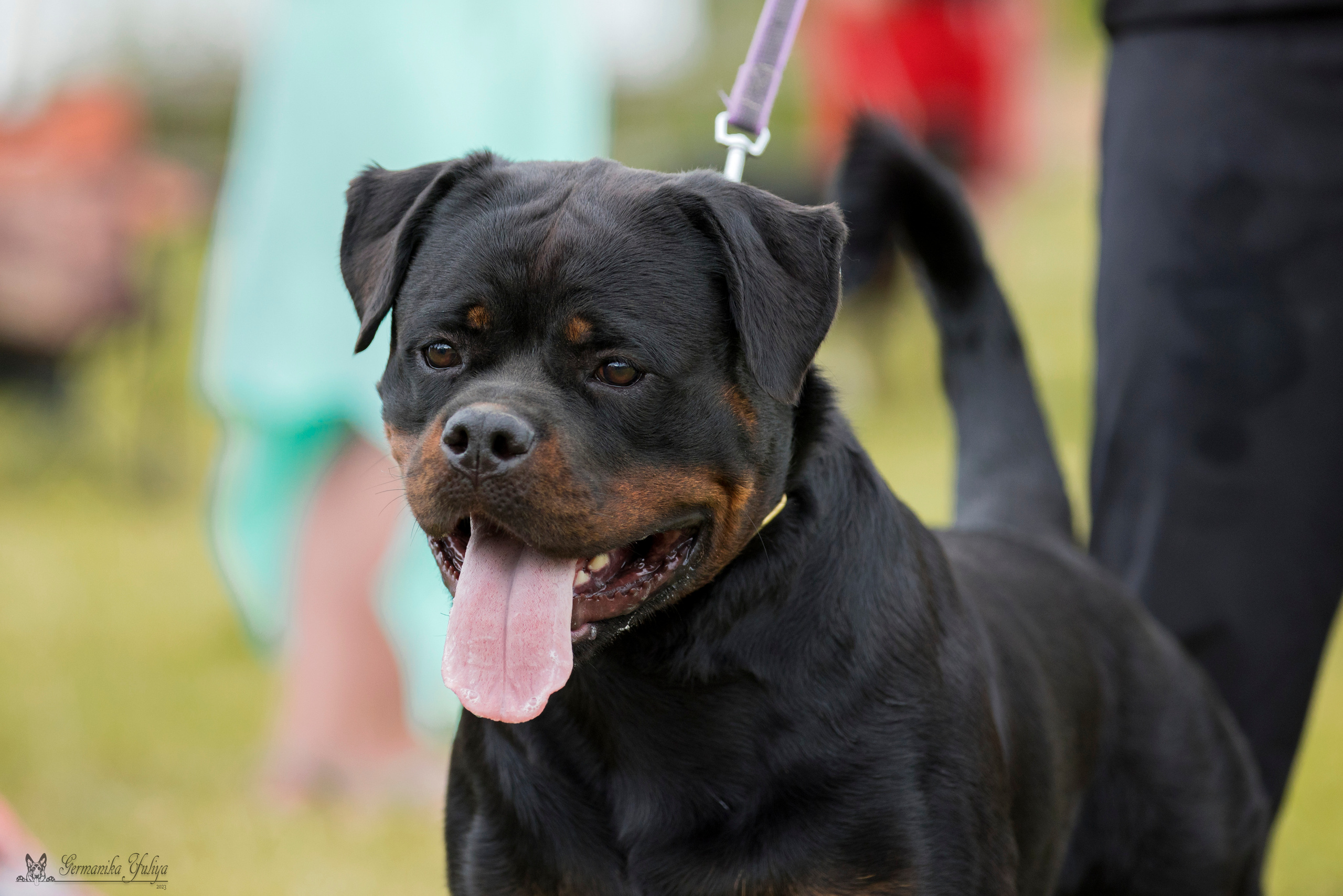 Рязань моно ротвейлеров 12.08.2023. Фотограф-анималист Юлия Германика
