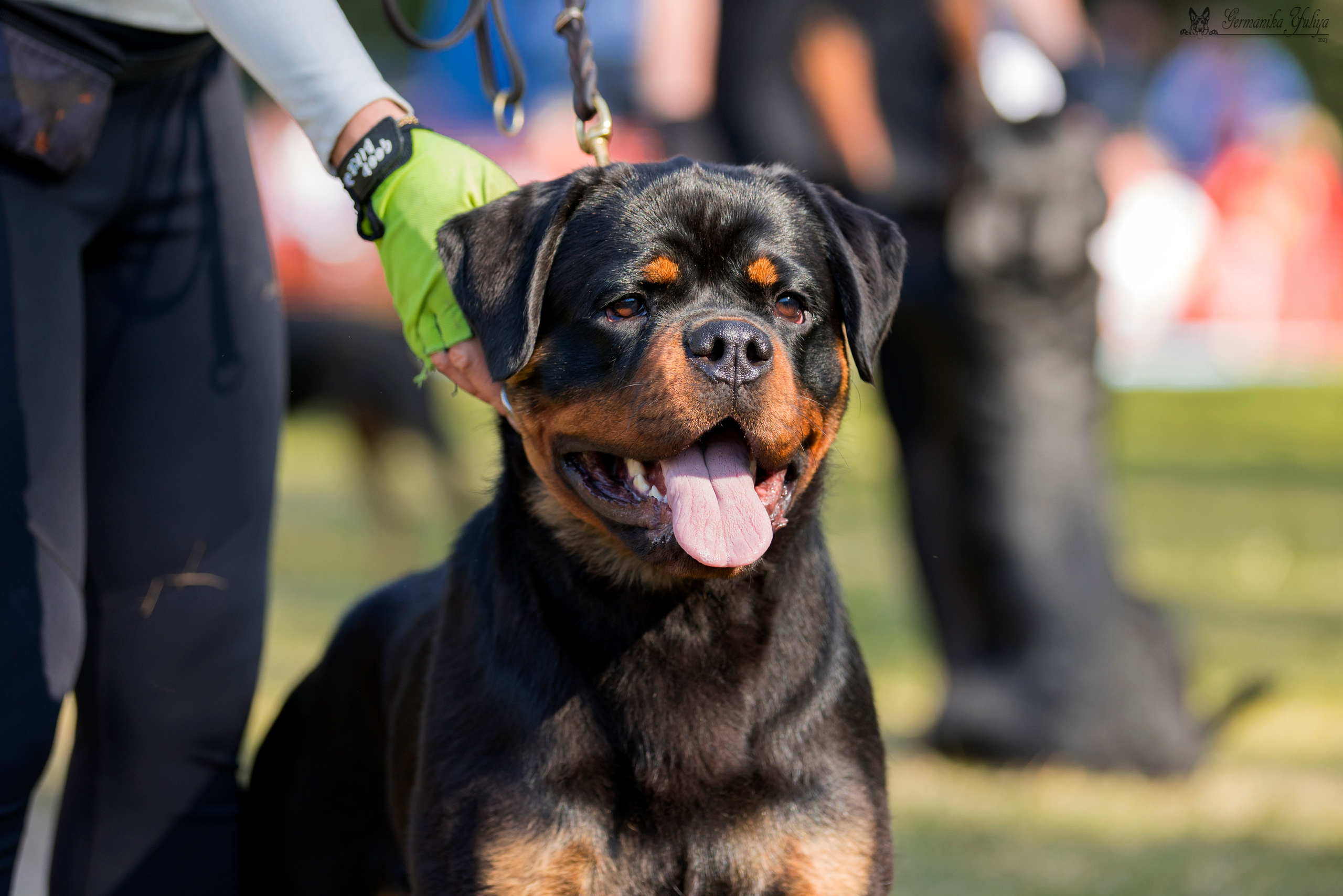 ПК и КЧК ротвейлеров Питер 22-23.07.2023. Фотограф-анималист Юлия Германика