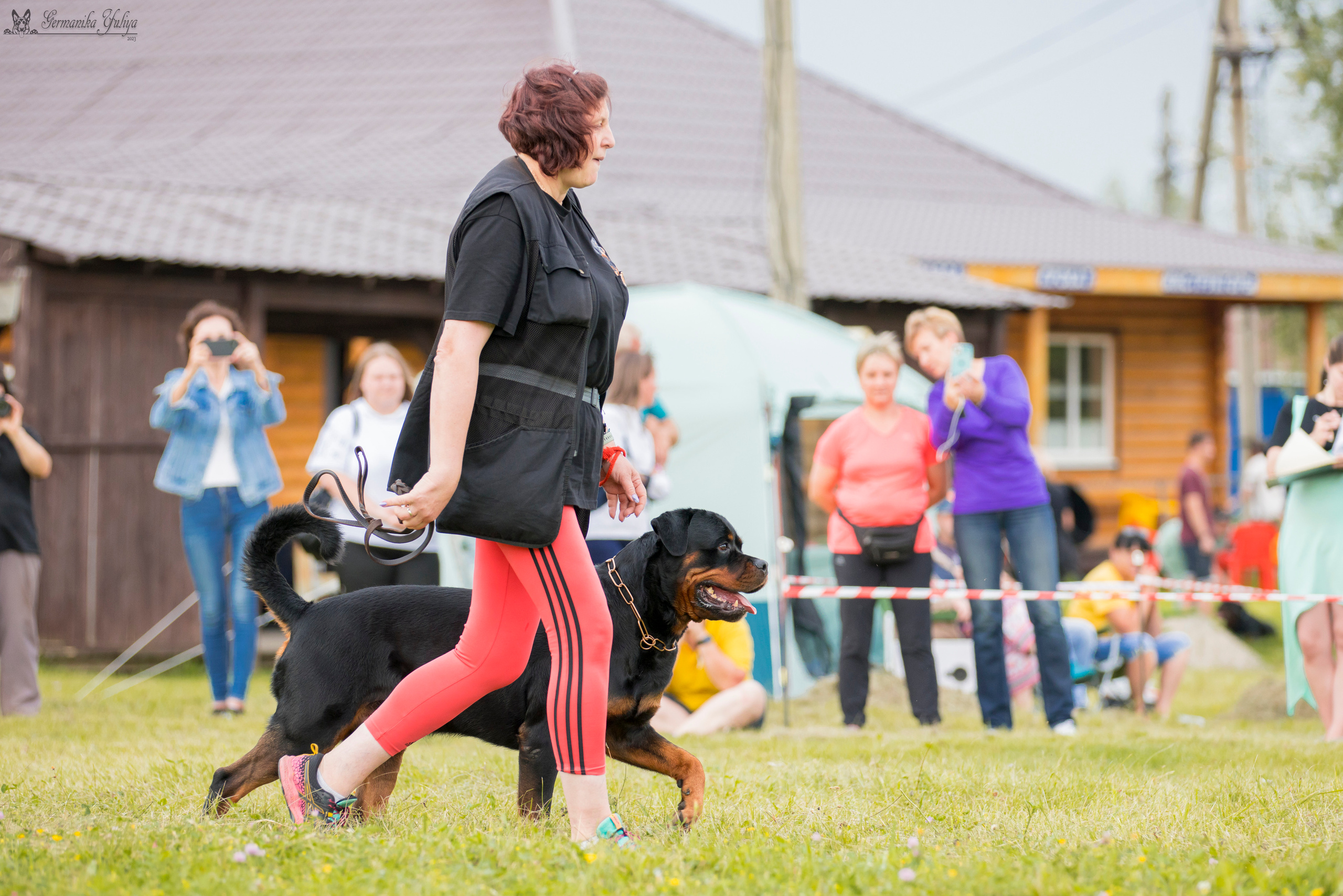 Рязань моно ротвейлеров 12.08.2023. Фотограф-анималист Юлия Германика