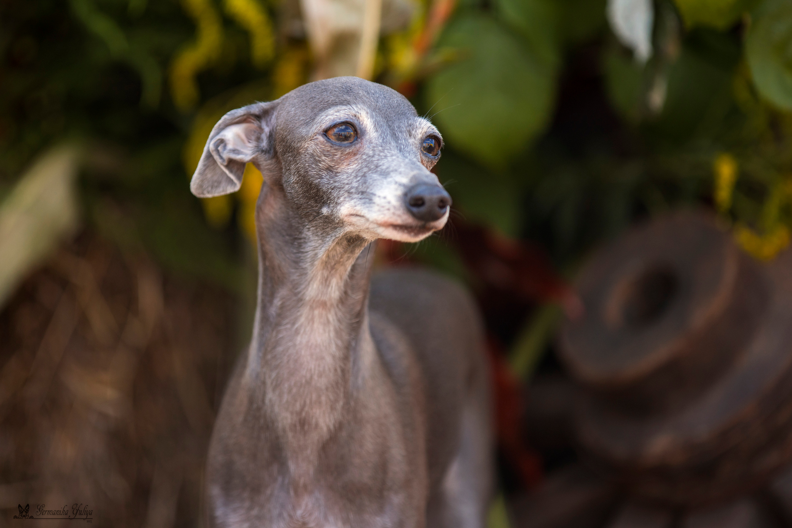 Питер 2-3.09.2023. Фотограф-анималист Юлия Германика