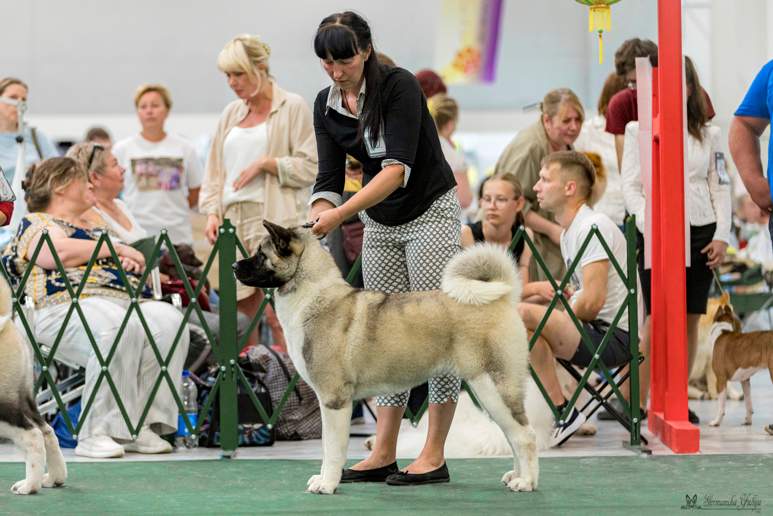 Крокус,Псков 5-6.08.2023. Фотограф-анималист Юлия Германика