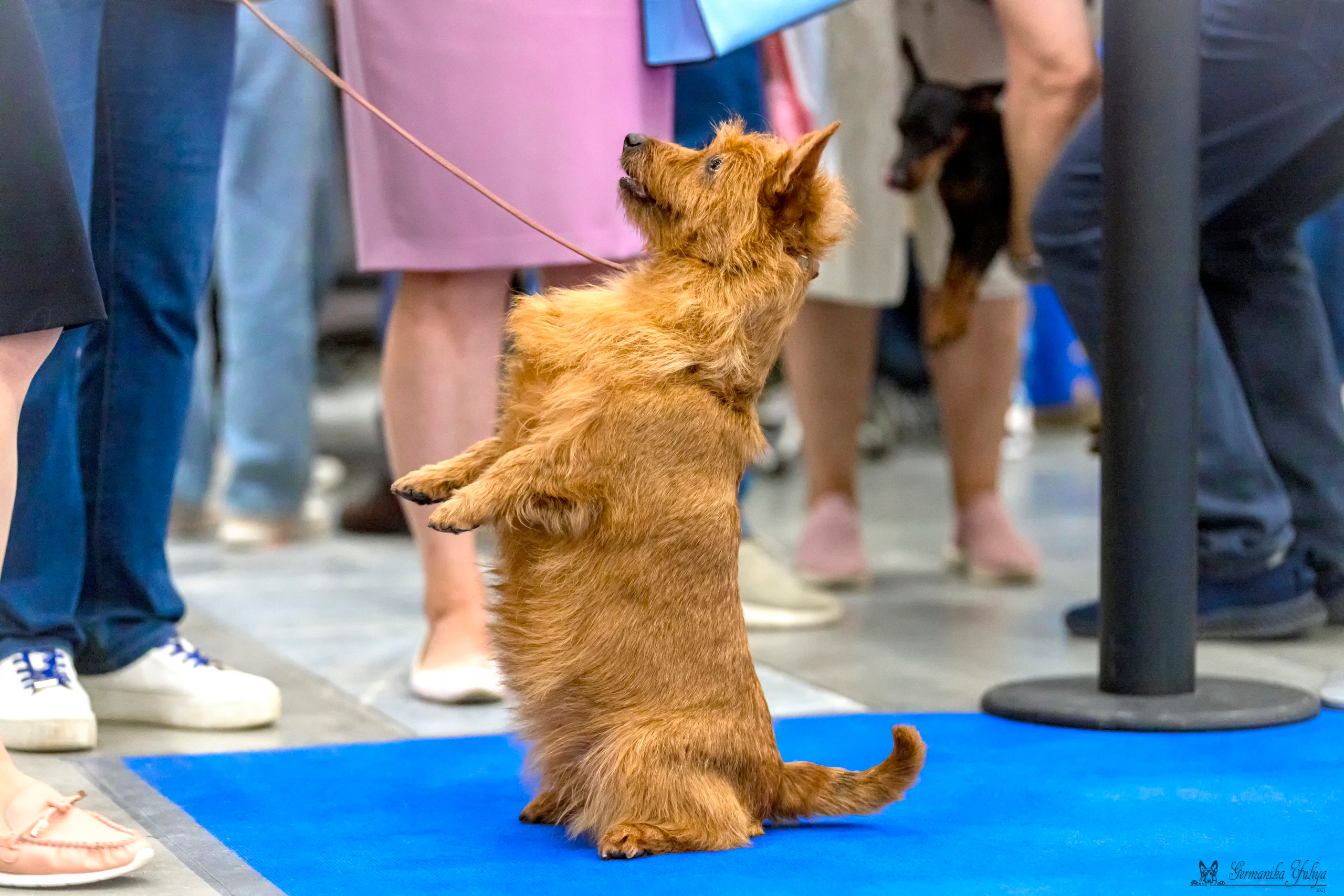 Питер 2-3.09.2023. Фотограф-анималист Юлия Германика