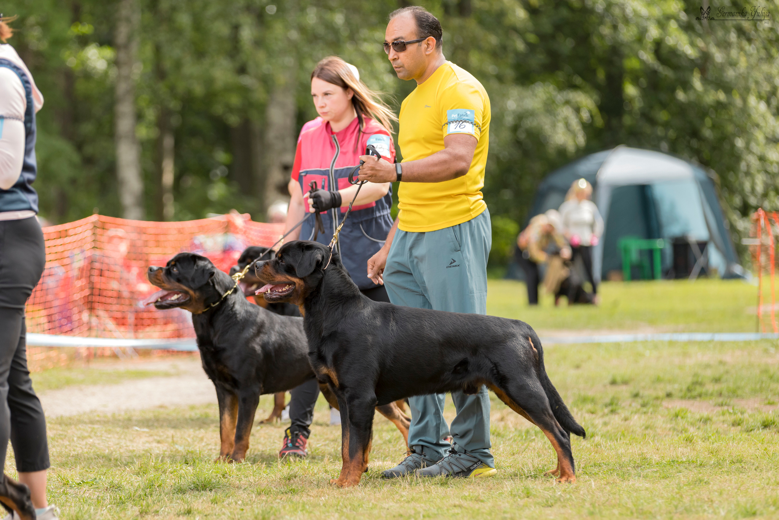 ПК и КЧК ротвейлеров Питер 22-23.07.2023. Фотограф-анималист Юлия Германика