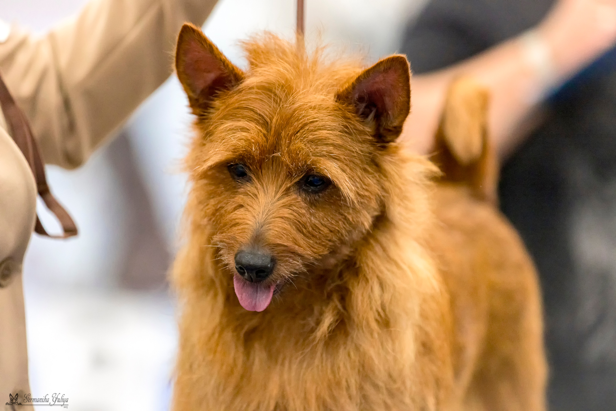 Питер 2-3.09.2023. Фотограф-анималист Юлия Германика