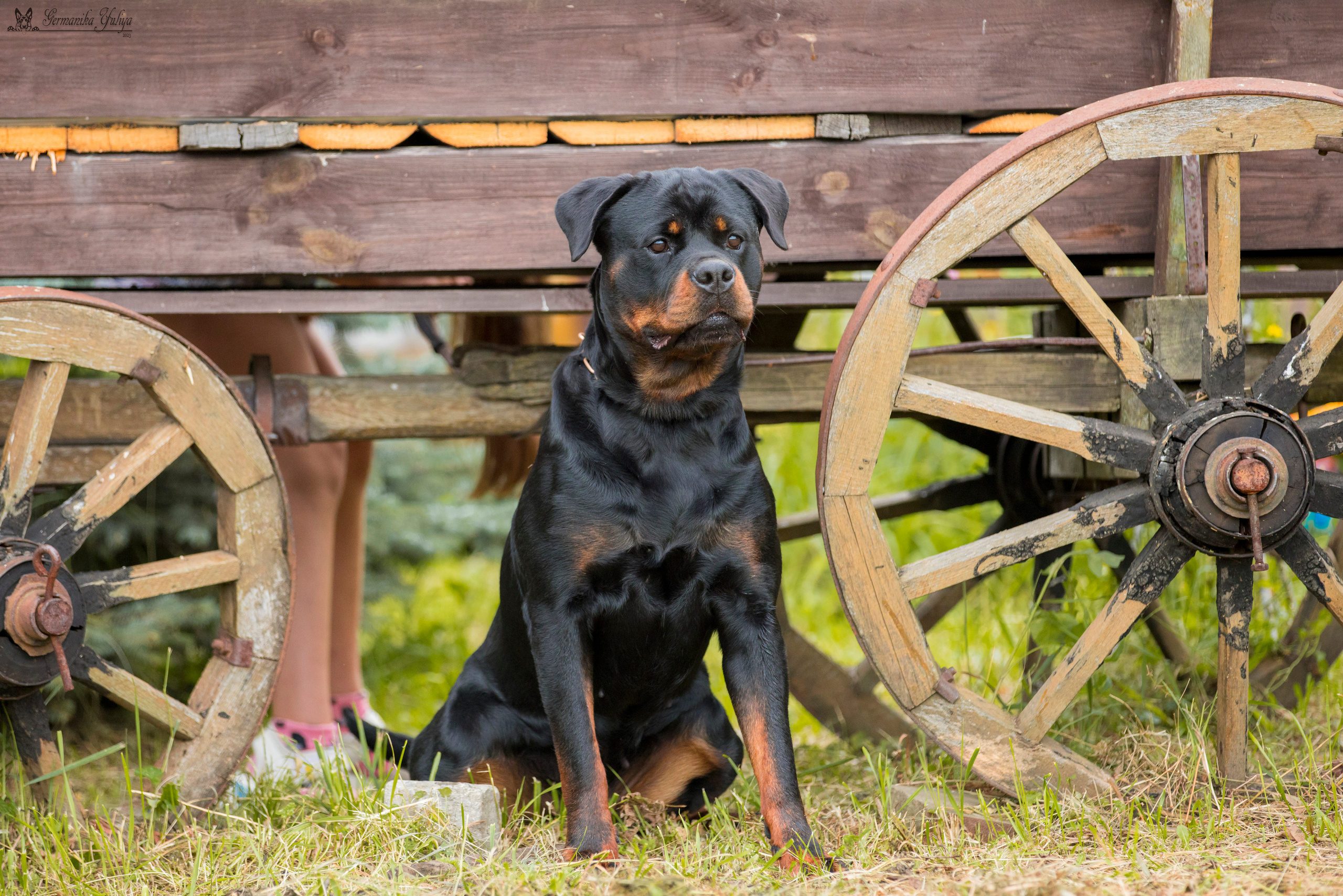 Рязань моно ротвейлеров 12.08.2023. Фотограф-анималист Юлия Германика