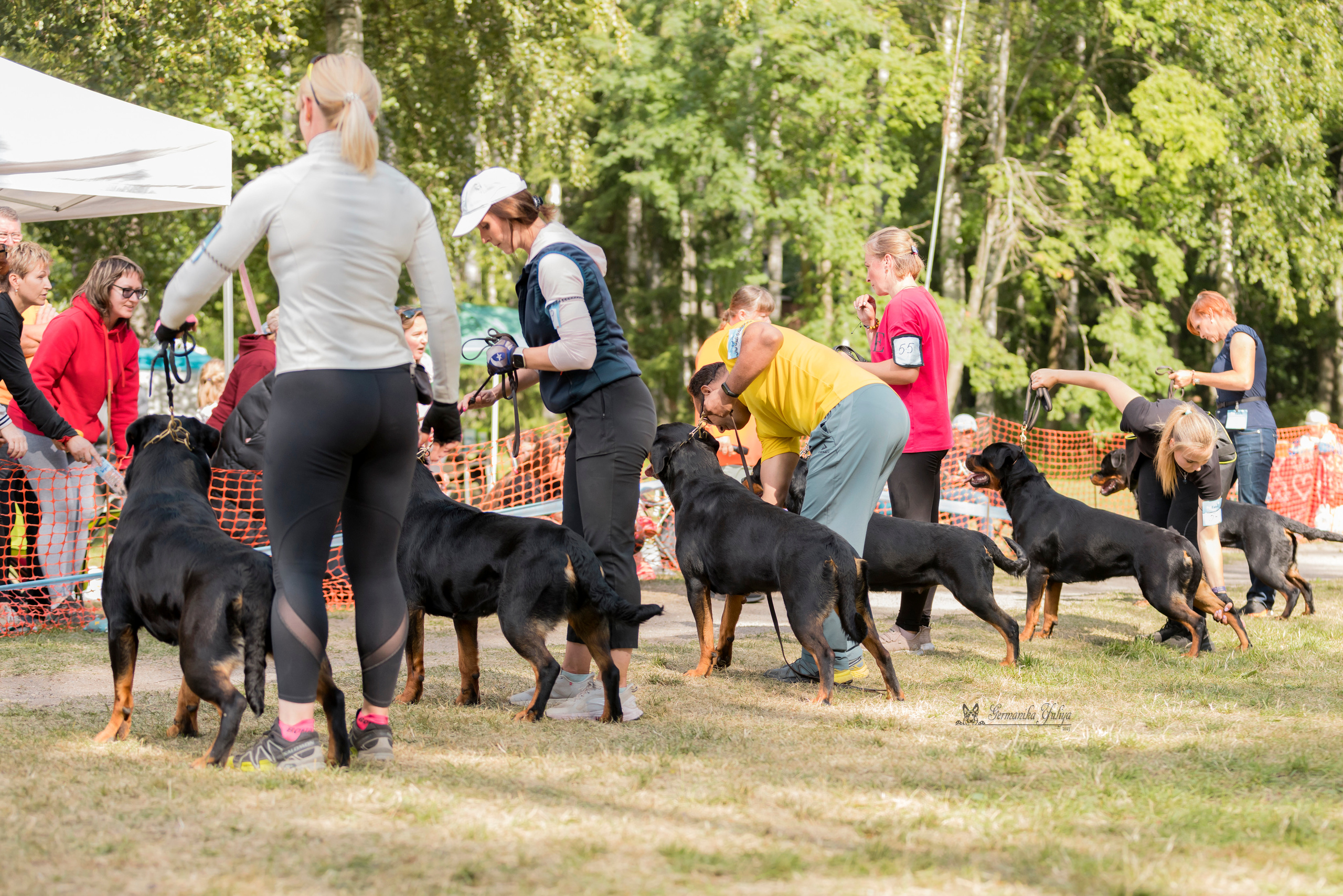 ПК и КЧК ротвейлеров Питер 22-23.07.2023. Фотограф-анималист Юлия Германика