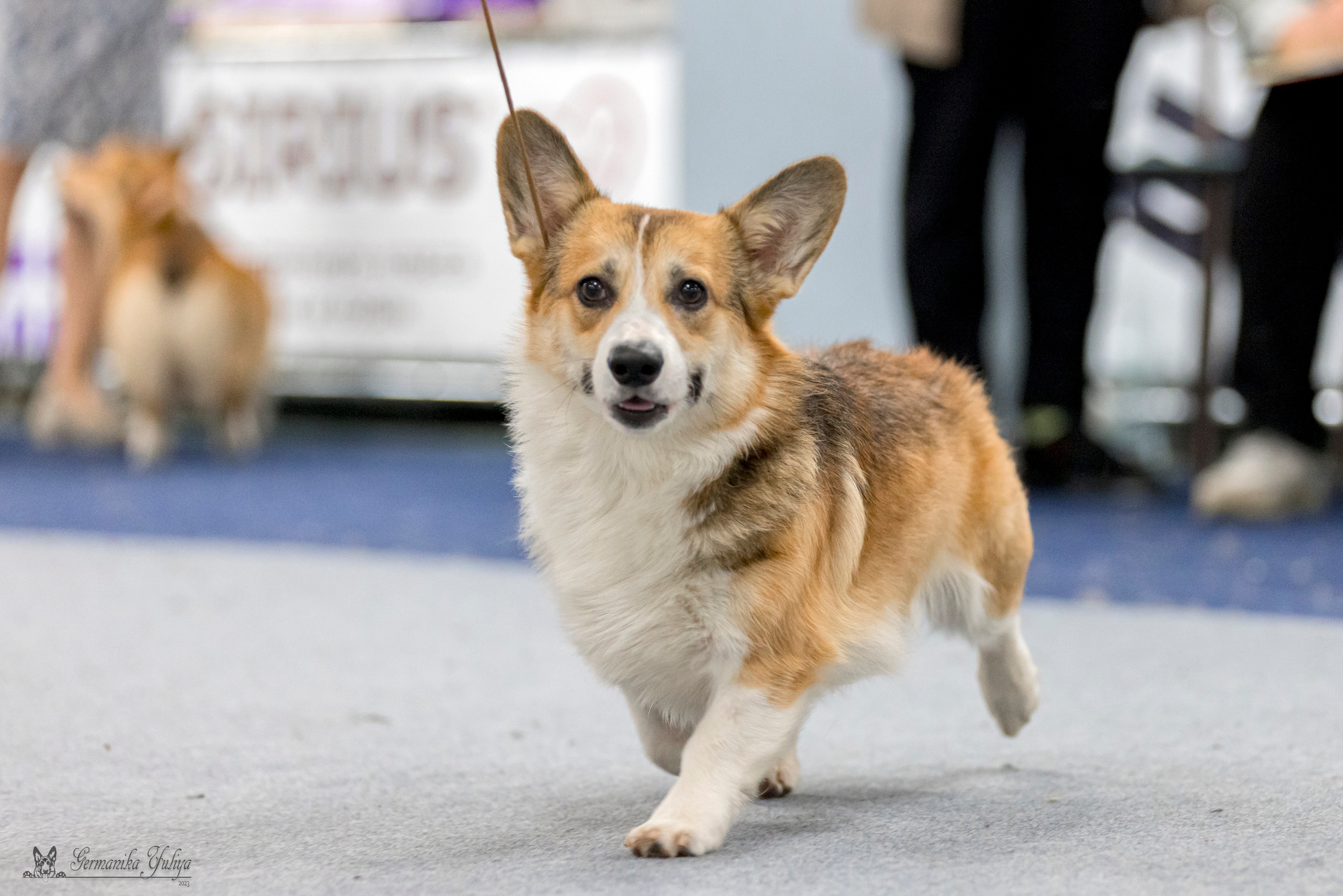 Сфера-Ховрино 29-30.07.2023. Фотограф-анималист Юлия Германика
