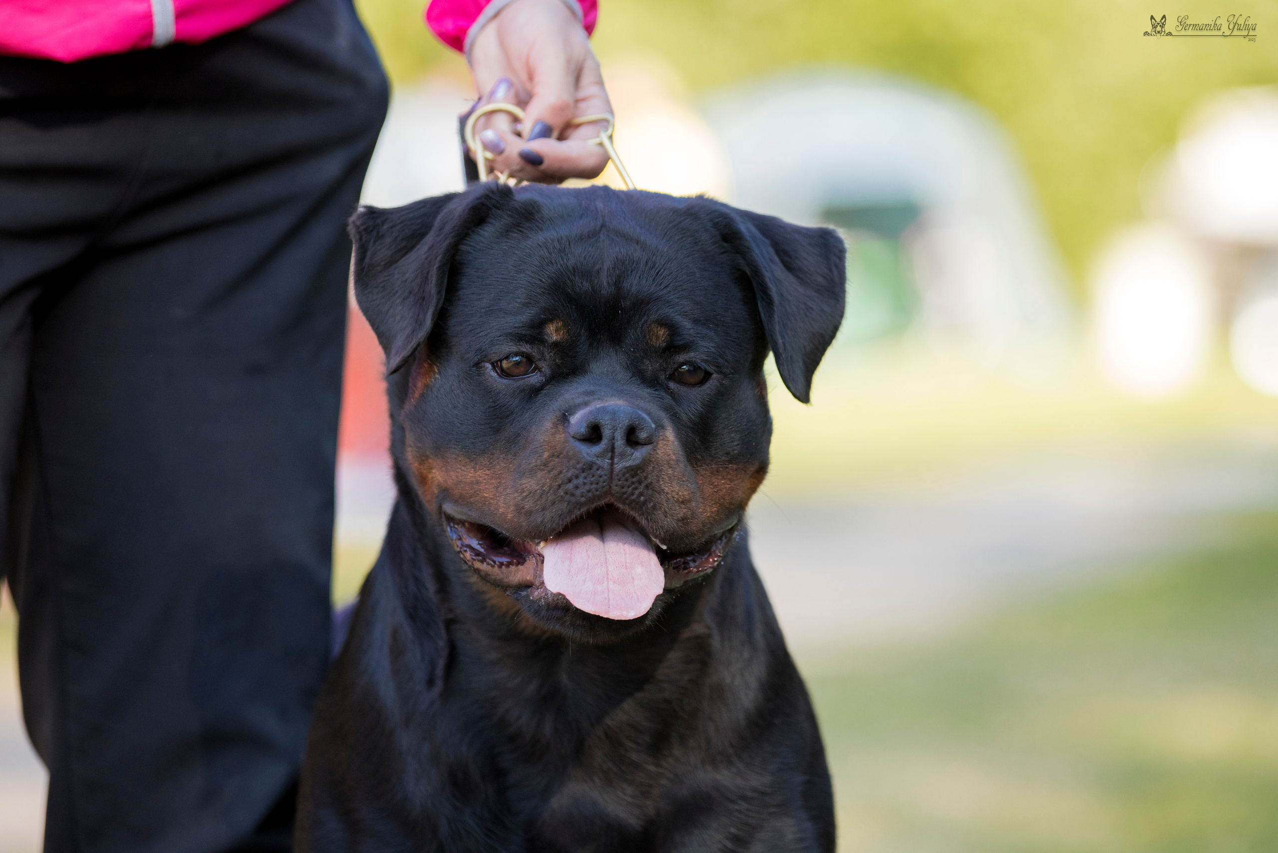 ПК и КЧК ротвейлеров Питер 22-23.07.2023. Фотограф-анималист Юлия Германика