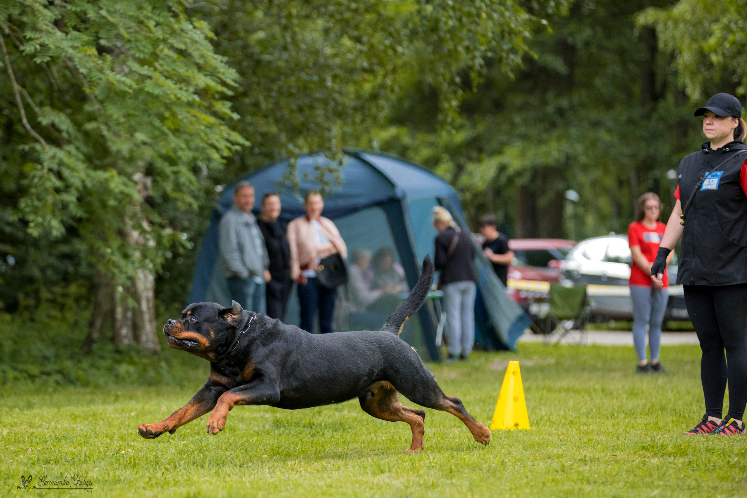 ПК и КЧК ротвейлеров Питер 22-23.07.2023. Фотограф-анималист Юлия Германика