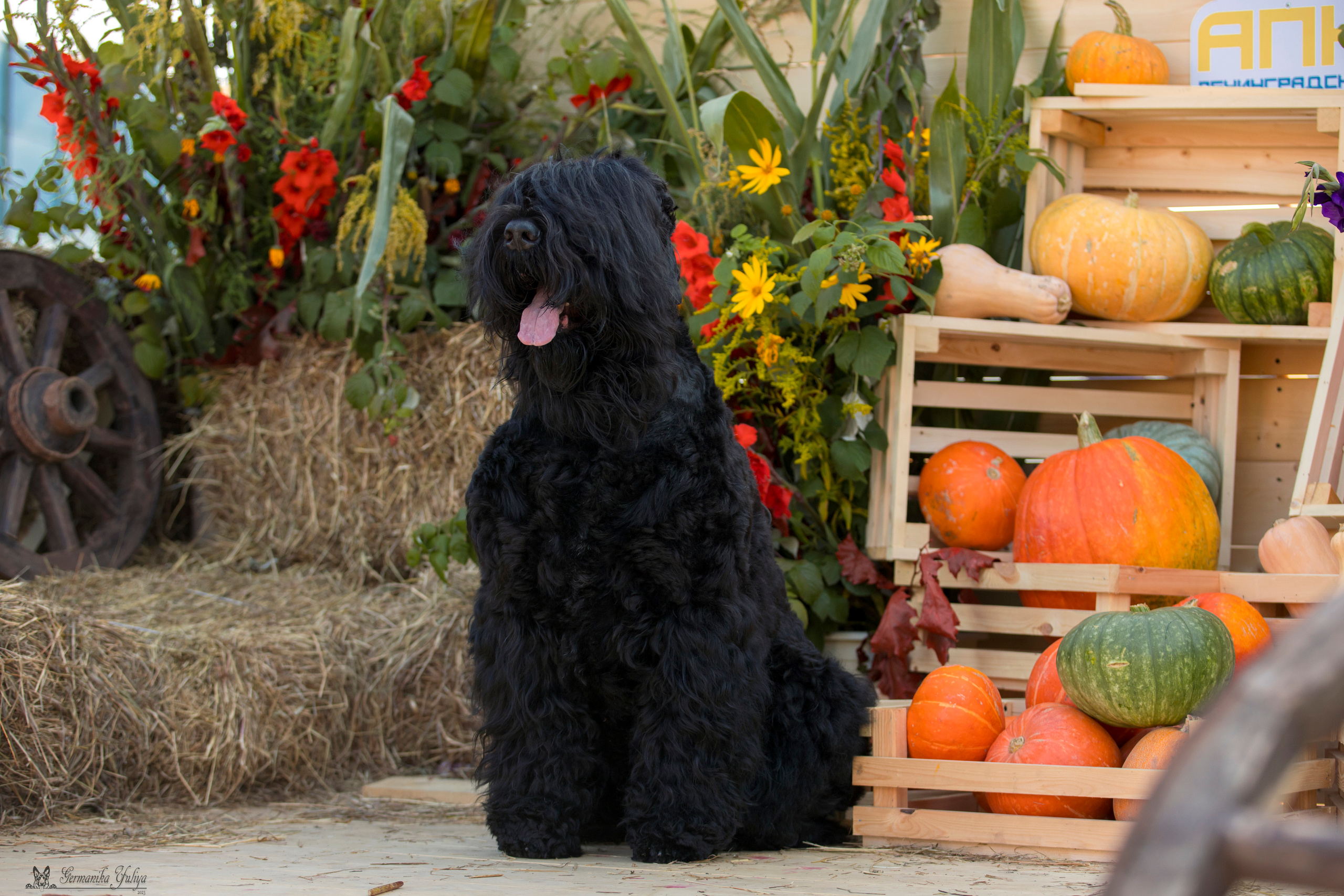 Питер 2-3.09.2023. Фотограф-анималист Юлия Германика