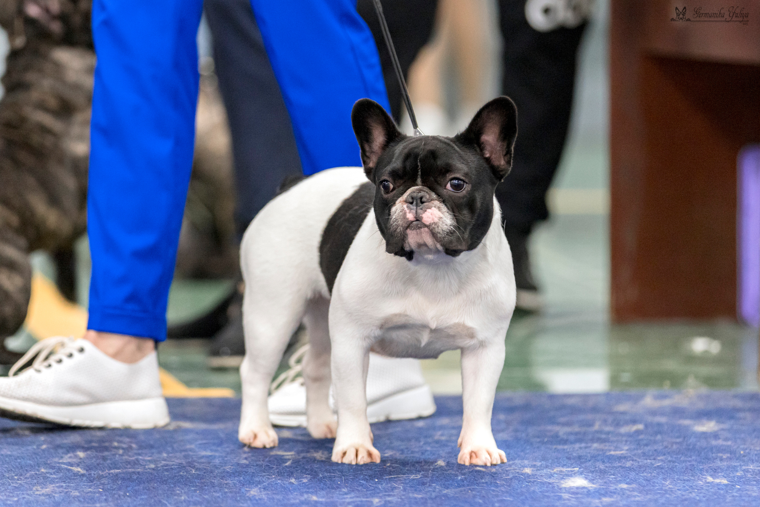 Сфера-Ховрино 29-30.07.2023. Фотограф-анималист Юлия Германика